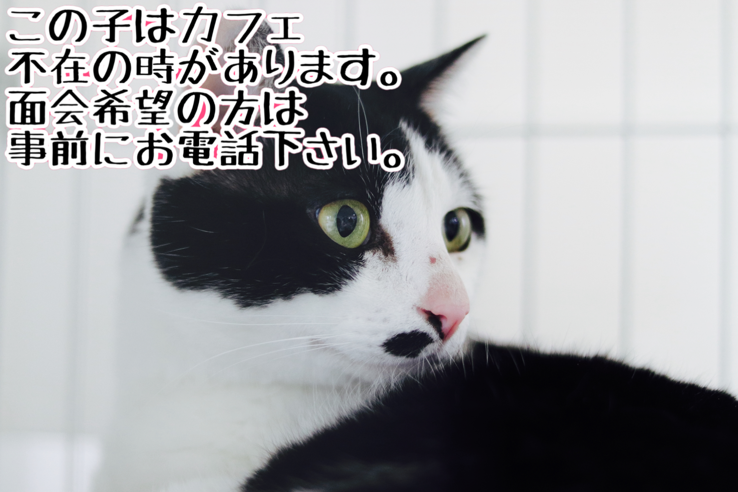 <ul>
<li>猫種：日本猫</li>
<li>名前（性別）：タロウ(男の子)</li>
<li>年齢：2014〜2014年春頃生まれ</li>
<li>保護経緯：飼い主が亡くなり、親族も引き継いで飼うことが出来ない</li>
</ul>
