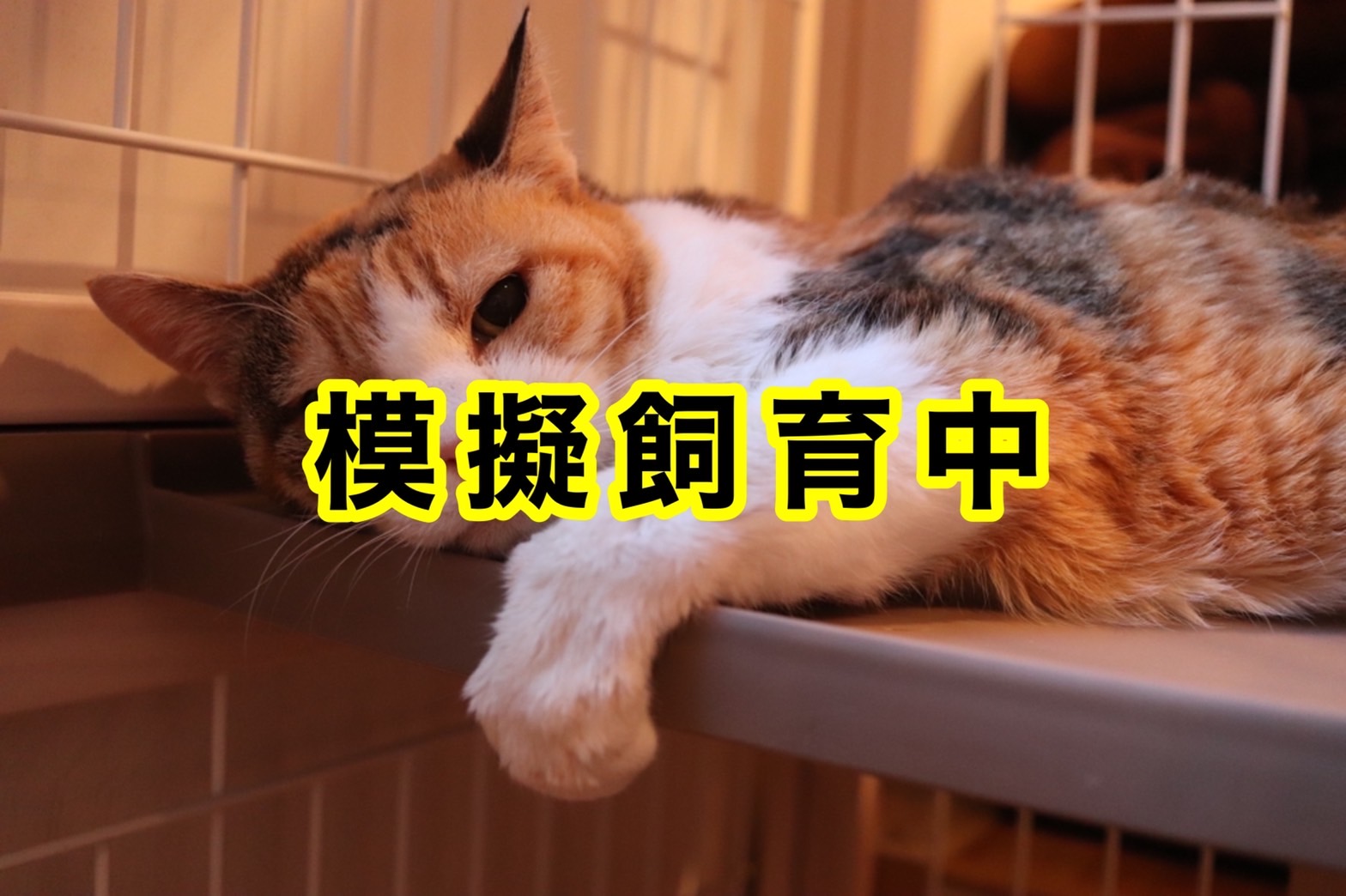 <ul>
<li>猫種：日本猫</li>
<li>名前（性別）：あけみ(女の子)</li>
<li>年齢：2009年頃生まれ</li>
<li>保護経緯：飼い主が高齢になり病気療養のため飼育困難</li>
</ul>
