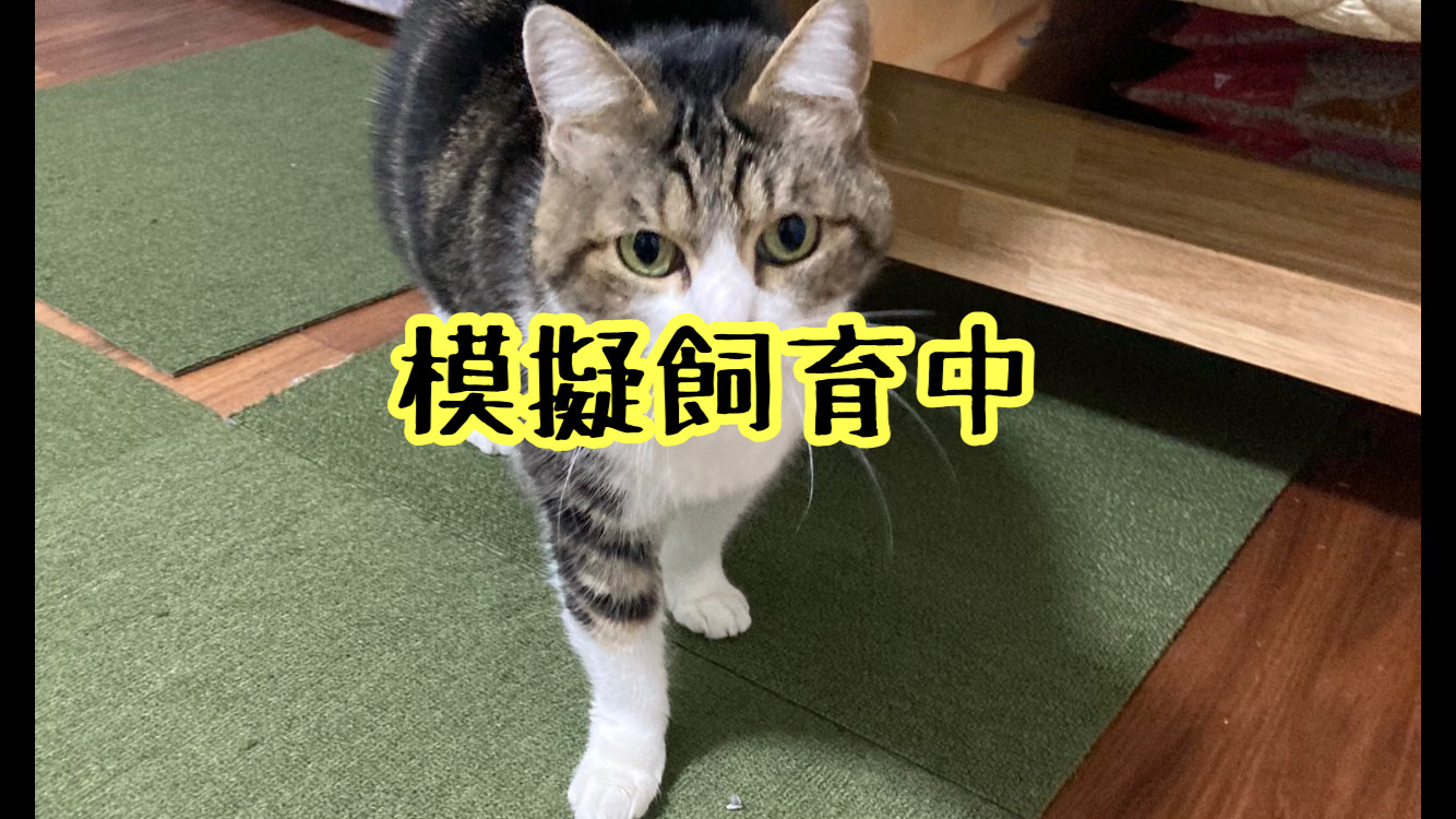 <ul>
<li>猫種：日本猫</li>
<li>名前（性別）：かえで(女の子)</li>
<li>年齢：2016年頃生まれ</li>
<li>保護経緯：飼い主が高齢になり病気療養のため飼育困難</li>
</ul>
