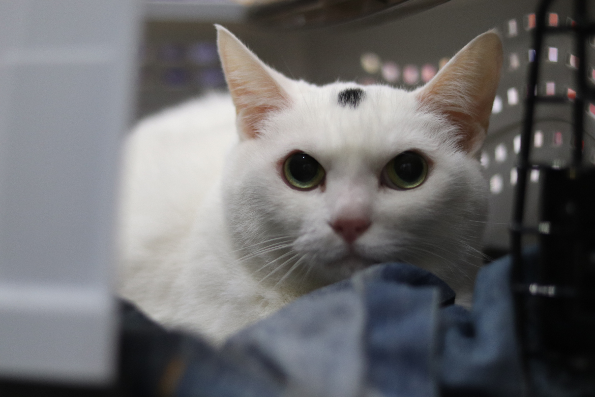 <ul>
<li>猫種：日本猫</li>
<li>名前（性別）：てん(女の子)</li>
<li>年齢：2011年6月頃生まれ</li>
<li>保護経緯：引越しのため飼育困難</li>
</ul>
