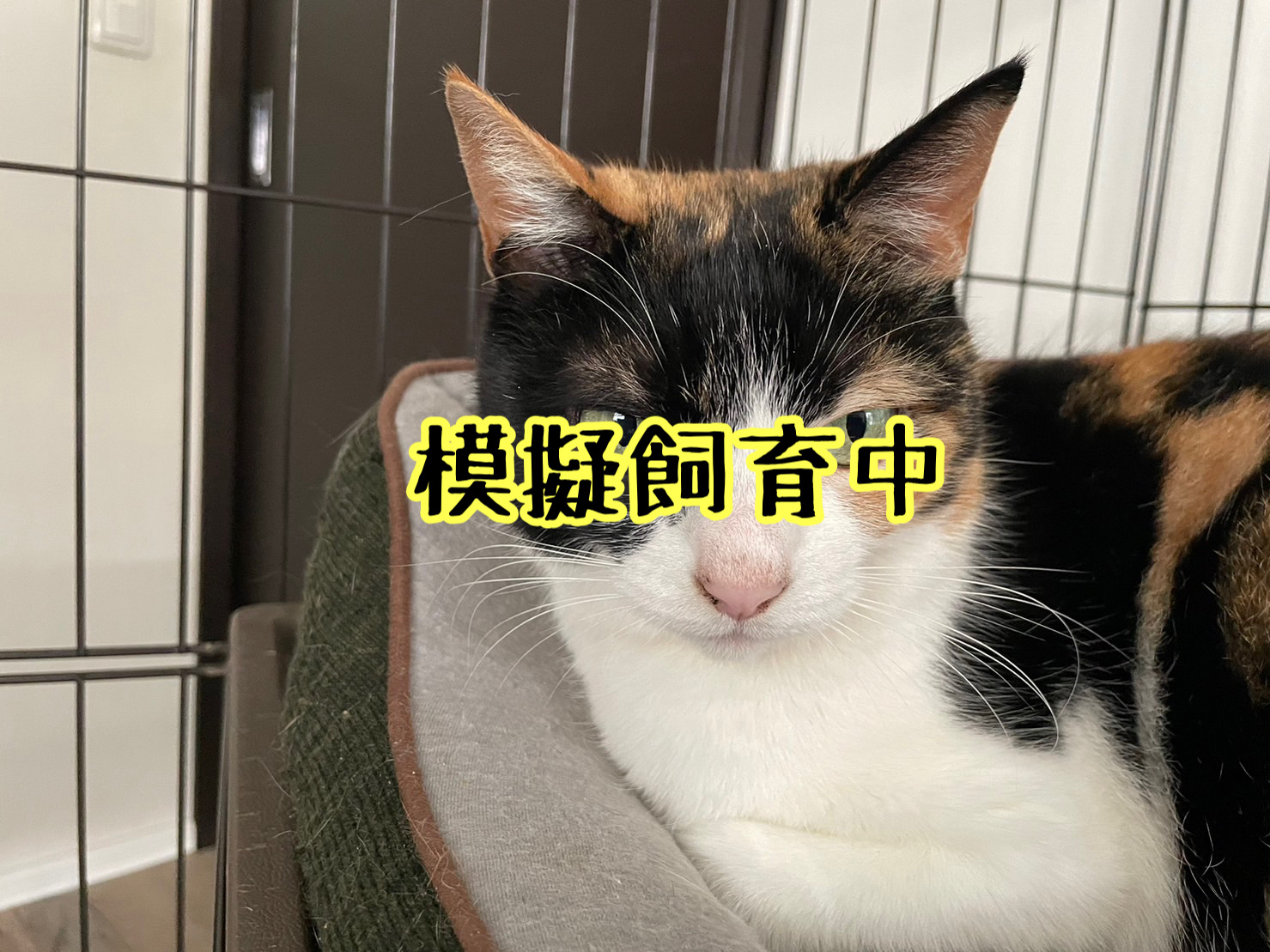 <ul>
<li>猫種：日本猫</li>
<li>名前（性別）：くり(女の子)</li>
<li>年齢：2012年9月頃生まれ</li>
<li>保護経緯：飼い主が高齢になり介護施設入居のため飼育困難</li>
</ul>
