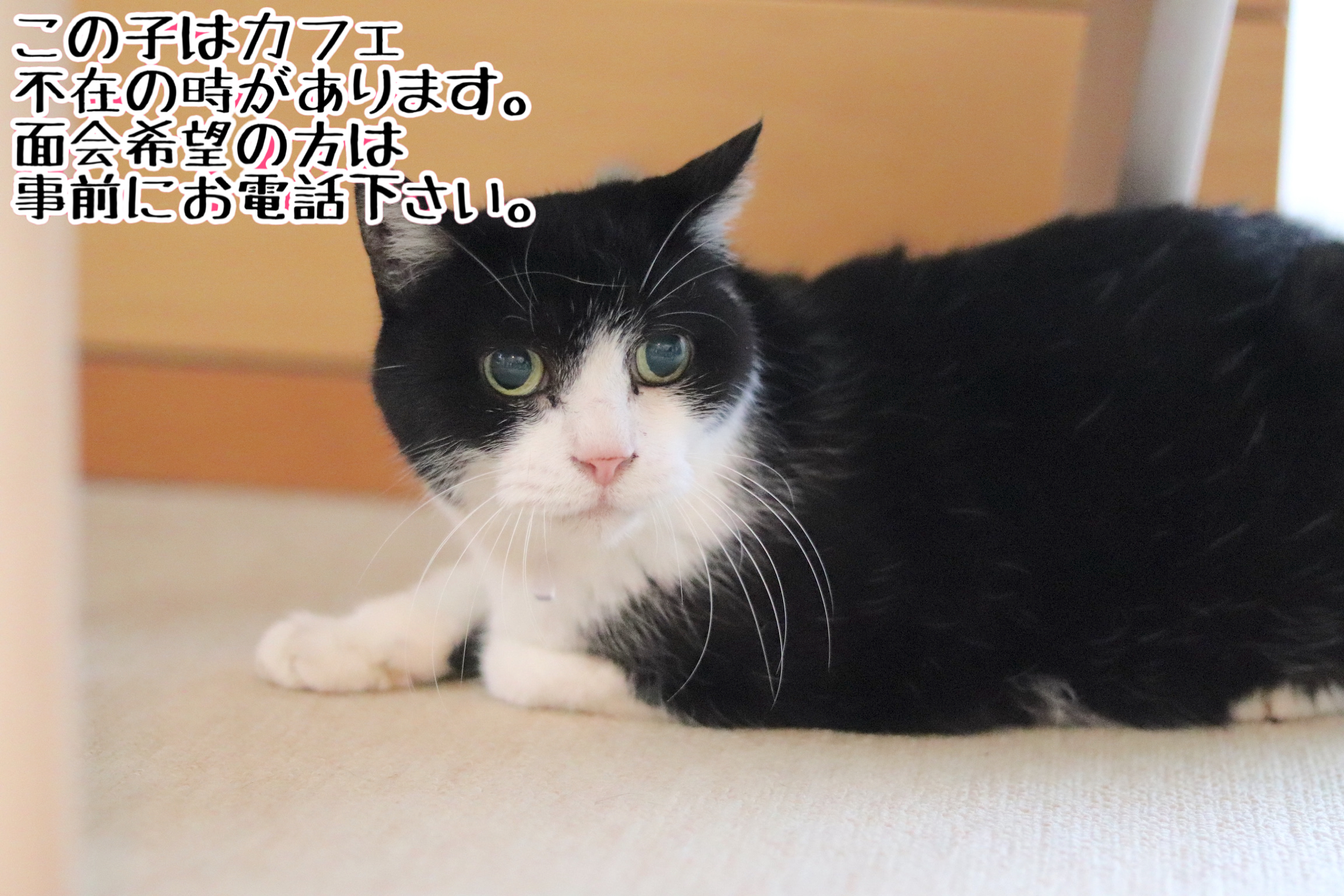 <ul>
<li>猫種：日本猫</li>
<li>名前（性別）：まる(女の子)</li>
<li>年齢：2005年2月頃生まれ</li>
<li>保護経緯：飼い主が亡くなり、親族も引継いで飼うことが出来ない</li>
</ul>
