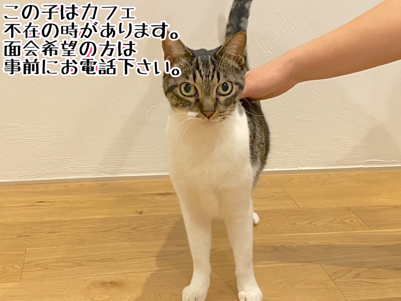 <ul>
<li>猫種：日本猫</li>
<li>名前（性別）：シマ(男の子)</li>
<li>年齢：2015年頃生まれ</li>
<li>保護経緯：飼い主が高齢になり介護施設入居のため飼育困難</li>
</ul>
