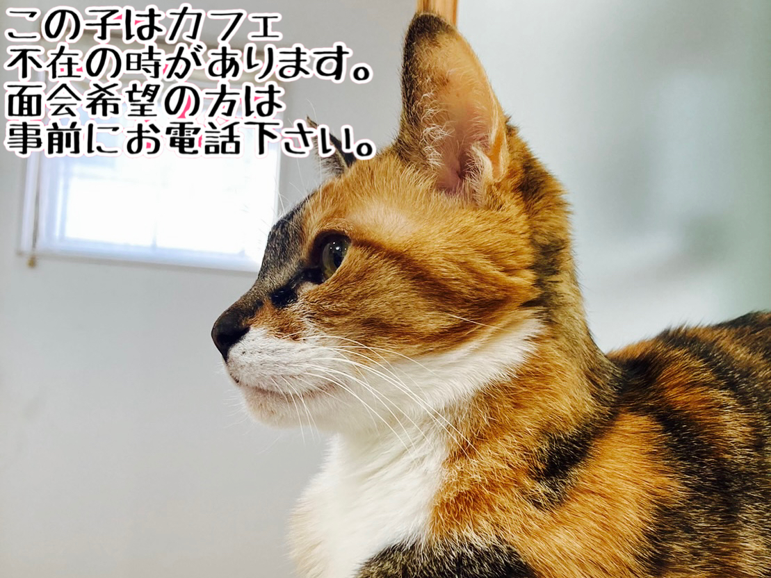 <ul>
<li>猫種：日本猫</li>
<li>名前（性別）：スノー(女の子)</li>
<li>年齢：2015年頃生まれ</li>
<li>保護経緯：飼い主が高齢になり病気療養のため飼育困難</li>
</ul>
