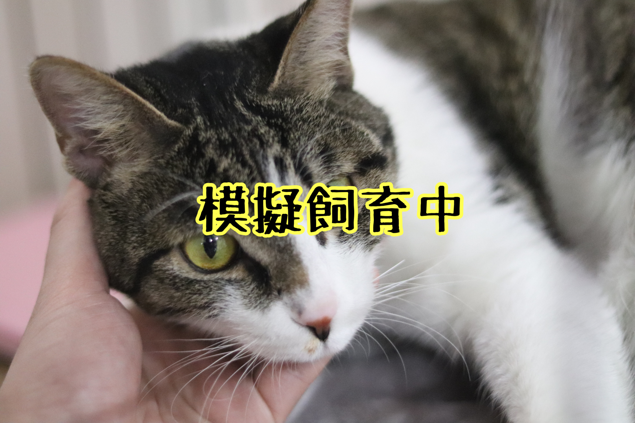<ul>
<li>猫種：日本猫</li>
<li>名前（性別）：右側モツ(女の子)</li>
<li>年齢：2021年10月18日生まれ</li>
<li>保護経緯：離婚のため飼育困難</li>
</ul>
