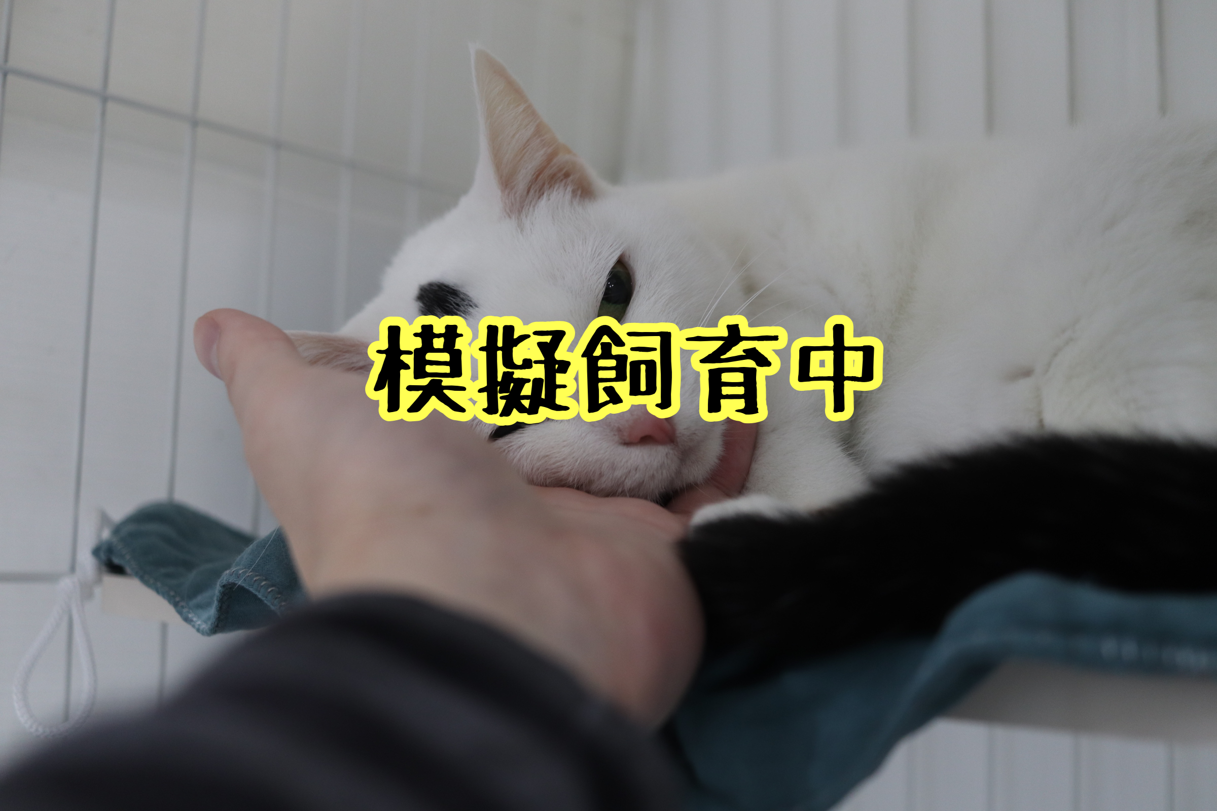 <ul>
<li>猫種：日本猫</li>
<li>名前（性別）：てん(女の子)</li>
<li>年齢：2011年6月頃生まれ</li>
<li>保護経緯：引越しのため飼育困難</li>
</ul>
