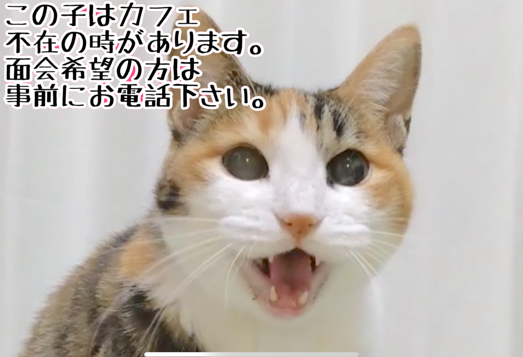 <ul>
<li>猫種：日本猫</li>
<li>名前（性別）：サクラ(女の子)</li>
<li>年齢：2008年頃生まれ</li>
<li>保護経緯：飼い主が高齢になり逝去され飼育困難</li>
</ul>
