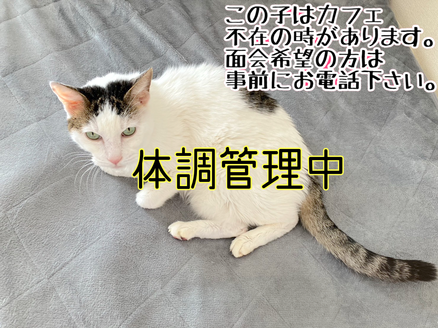 <ul>
<li>猫種：日本猫</li>
<li>名前（性別）：小太郎(男の子)</li>
<li>年齢：2010～2012年頃生まれ</li>
<li>保護経緯：飼い主が高齢になり逝去され飼育困難</li>
</ul>
