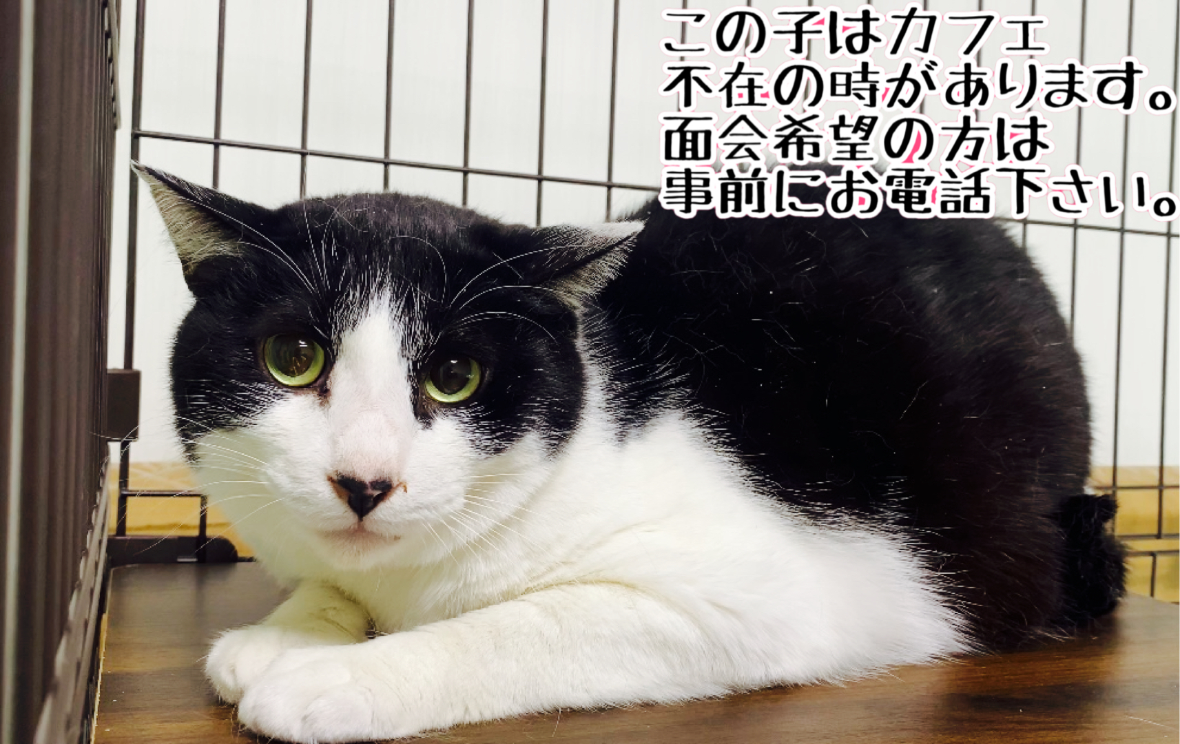 <ul>
<li>猫種：日本猫</li>
<li>名前（性別）：ゆめ()</li>
<li>年齢：2012～2014年頃生まれ</li>
<li>保護経緯：飼い主が高齢になり逝去され飼育困難</li>
</ul>
