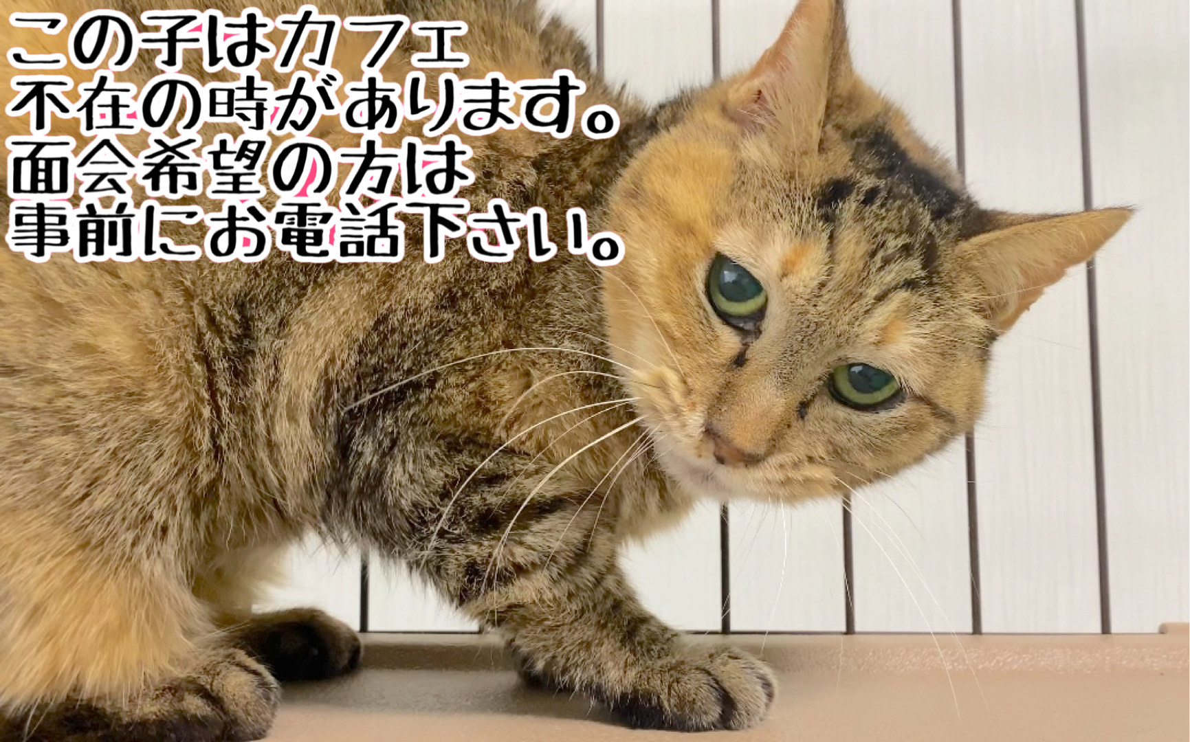 <ul>
<li>猫種：日本猫</li>
<li>名前（性別）：チョコ(女の子)</li>
<li>年齢：2010～2012年頃生まれ</li>
<li>保護経緯：飼い主が高齢になり逝去され飼育困難</li>
</ul>
