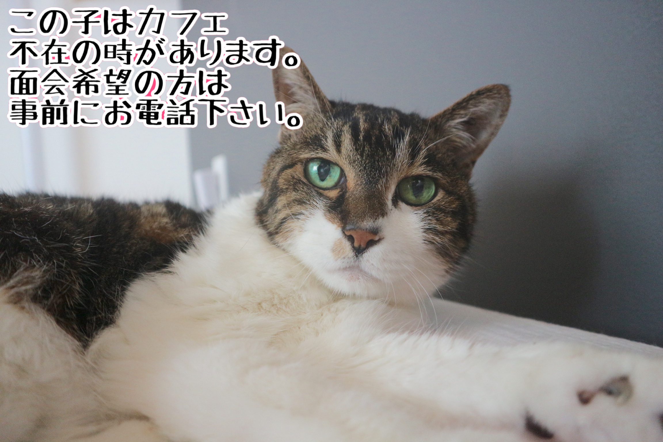 <ul>
<li>猫種：日本猫</li>
<li>名前（性別）：ぽぽ(女の子)</li>
<li>年齢：2003年2月頃生まれ</li>
<li>保護経緯：飼い主が高齢になり施設入居のため飼育困難</li>
</ul>

