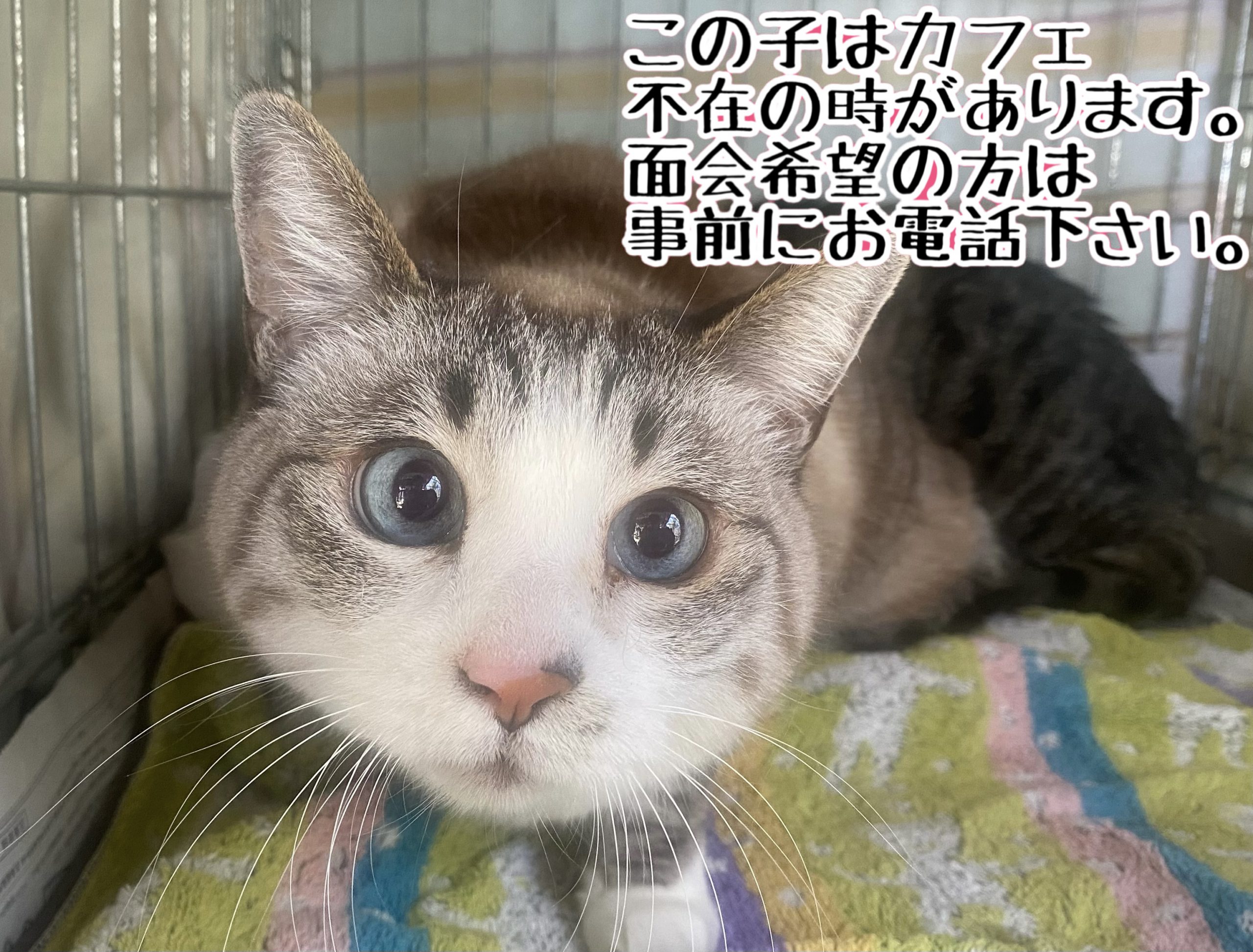 <ul>
<li>猫種：日本猫</li>
<li>名前（性別）：モモ(女の子)</li>
<li>年齢：2011年頃生まれ</li>
<li>保護経緯：飼い主が高齢になり施設入居のため飼育困難</li>
</ul>
