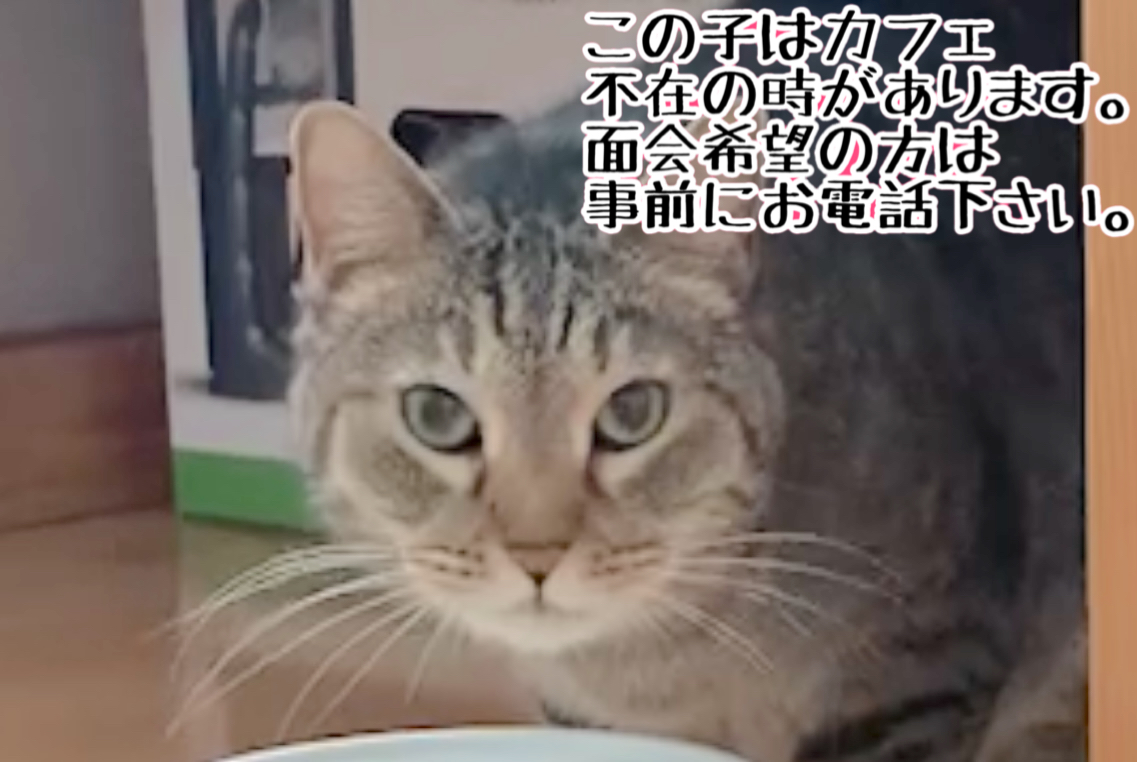 <ul>
<li>猫種：日本猫</li>
<li>名前（性別）：タロウ(男の子)</li>
<li>年齢：2012年頃生まれ</li>
<li>保護経緯：飼い主が高齢になり施設入居のため飼育困難</li>
</ul>
