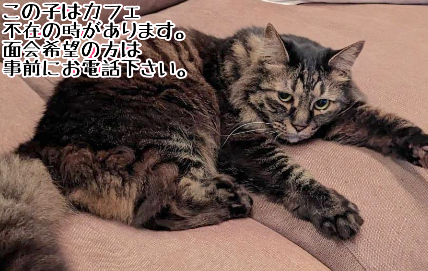<ul>
<li>猫種：日本猫</li>
<li>名前（性別）：ゴン(女の子)</li>
<li>年齢：2012～2014年頃生まれ</li>
<li>保護経緯：飼い主が高齢になり逝去され飼育困難</li>
</ul>
