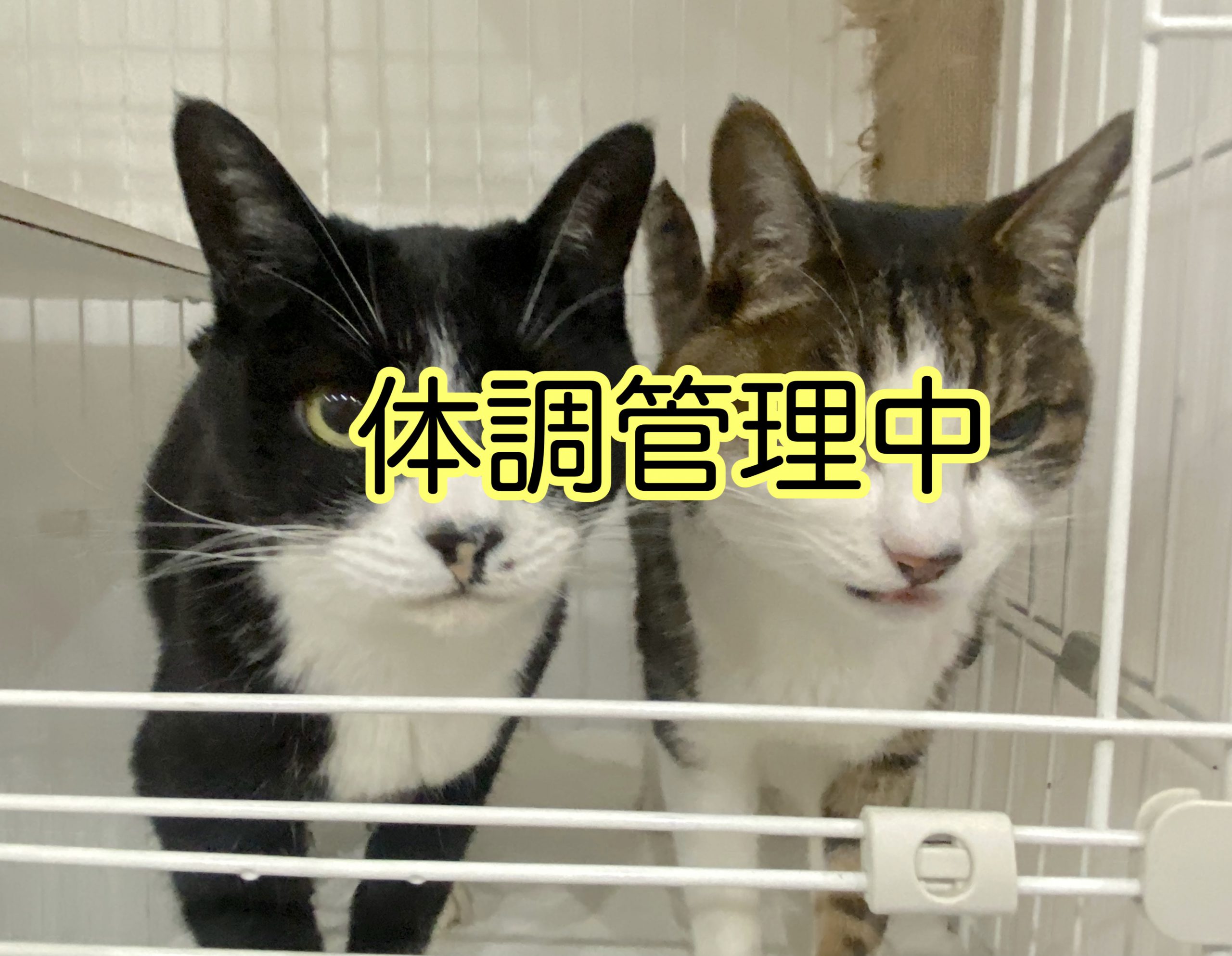 <ul>
<li>猫種：日本猫</li>
<li>名前（性別）：クロ(女の子)アル(男の子)</li>
<li>年齢：2015年2月頃生まれ</li>
<li>保護経緯：飼い主が高齢になり逝去され、家族も引越のため飼育困難</li>
</ul>
