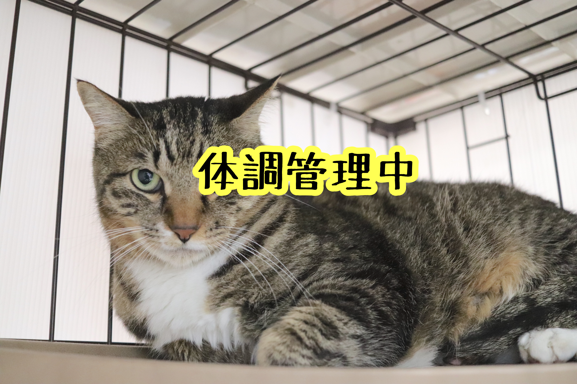 <ul>
<li>猫種：日本猫</li>
<li>名前（性別）：ちび(男の子)</li>
<li>年齢：2015年頃生まれ</li>
<li>保護経緯：飼い主が高齢になり介護施設入居のため飼育困難</li>
</ul>

