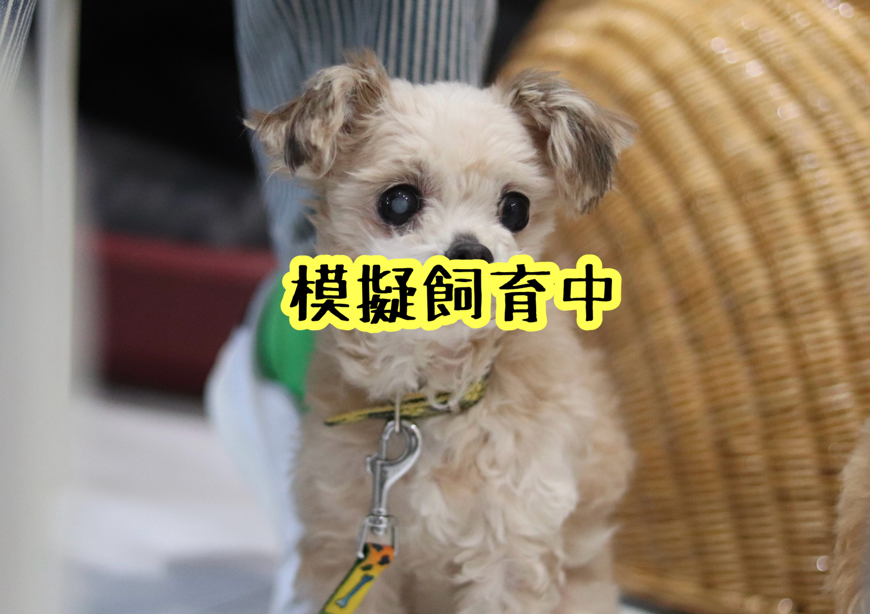 <ul>
<li>犬種：トイプードル×チワワMIX</li>
<li>名前（性別）：モコ（女の子）</li>
<li>年齢：2012年8月28日生まれ</li>
<li>保護経緯：家族の犬アレルギーのため飼育困難</li>
</ul>
