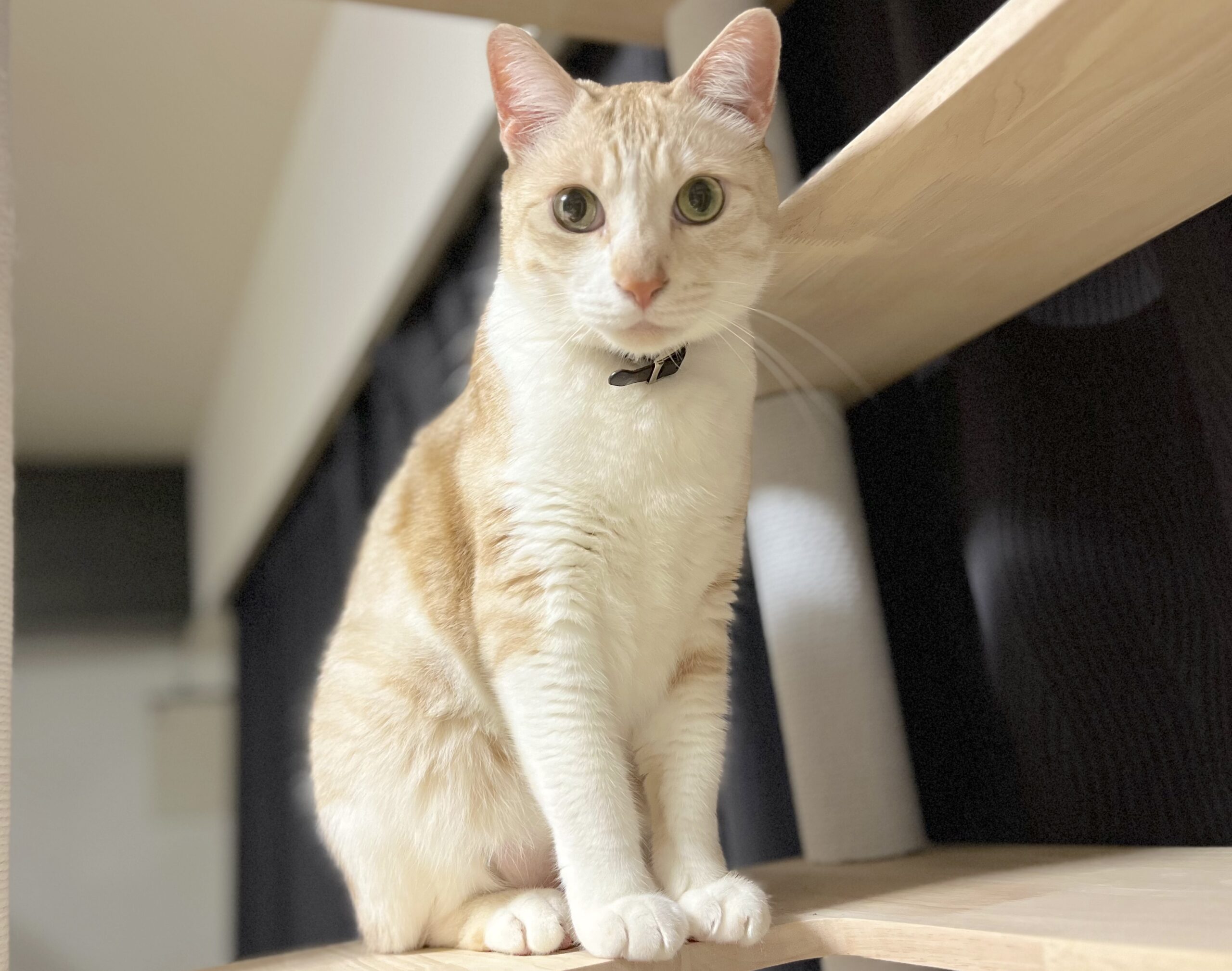 <ol>
<li>猫種:日本猫</li>
<li>名前(性別):レイ(男の子)</li>
<li>年齢:2020年5月生まれ</li>
<li>保護日:2025年3月26日</li>
<li>保護経緯:飼い主の高齢化による施設入居のため飼育放棄</li>
</ol>