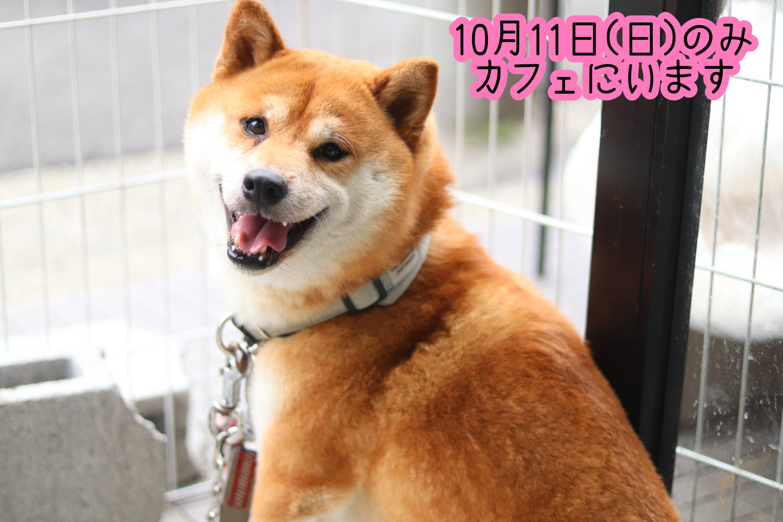 <ol>
<li>犬種:柴犬</li>
<li>名前(性別):まめ(男の子)</li>
<li>年齢:2019年6月29日生まれ</li>
<li>保護日:2025年4月13日</li>
<li>保護経緯:飼い主の病気療養のため飼育放棄</li>
</ol>