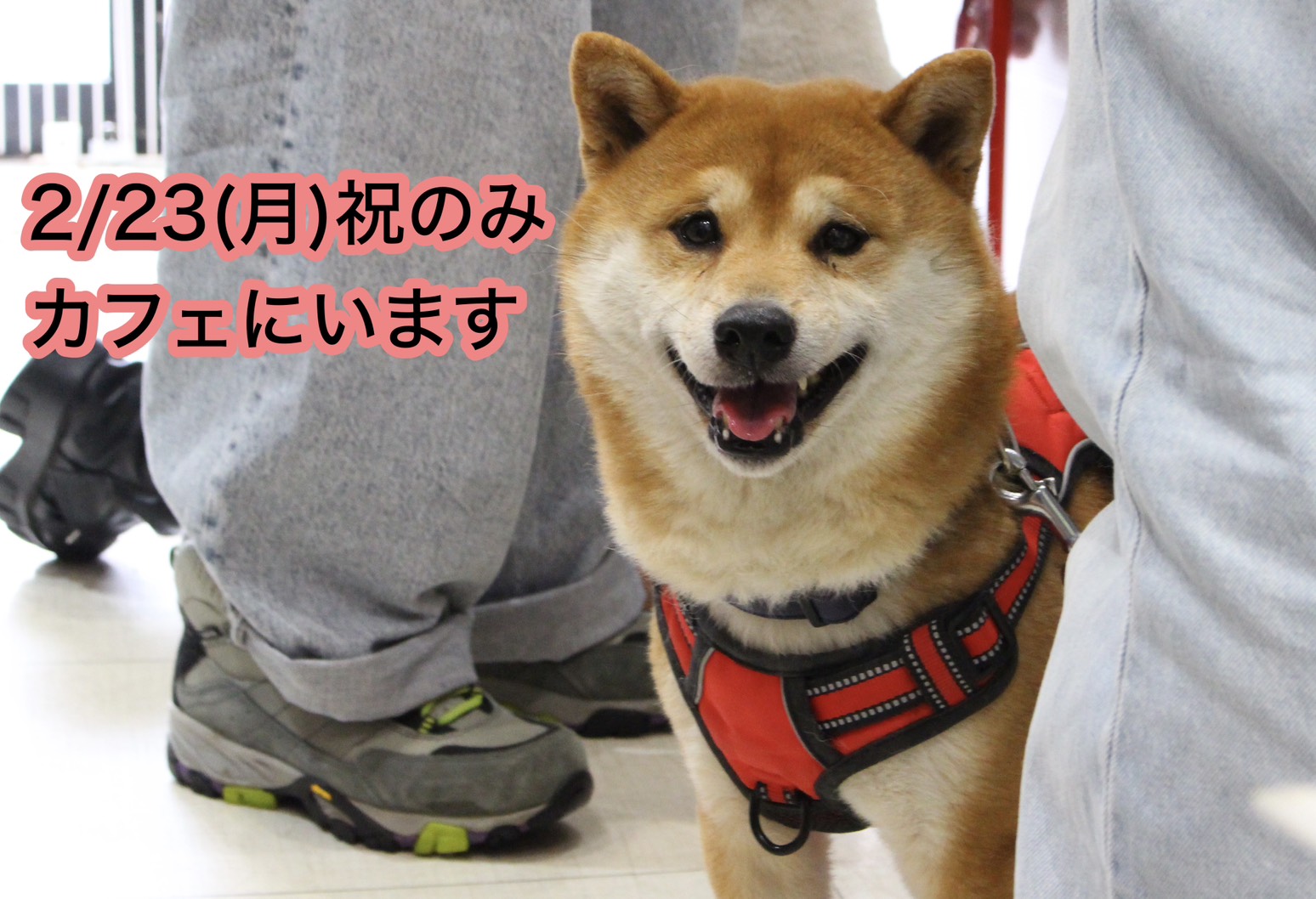 <ol>
<li>犬種:柴犬</li>
<li>名前(性別):まめ(男の子)</li>
<li>年齢:2019年6月29日生まれ</li>
<li>保護日:2025年4月13日</li>
<li>保護経緯:飼い主の病気療養のため飼育放棄</li>
</ol>