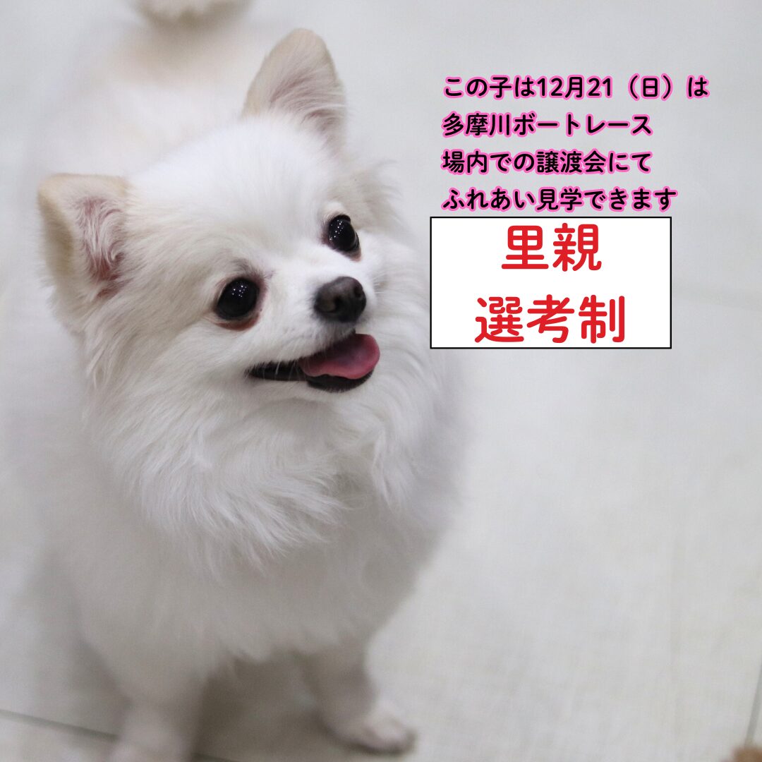 <ol>
<li>犬種:チワワ</li>
<li>名前(性別):マロン(男の子)</li>
<li>年齢:2021年3月1日生まれ</li>
<li>保護日:2025年11月28日</li>
<li>保護経緯:飼い主の病気療養のため飼育放棄</li>
</ol>