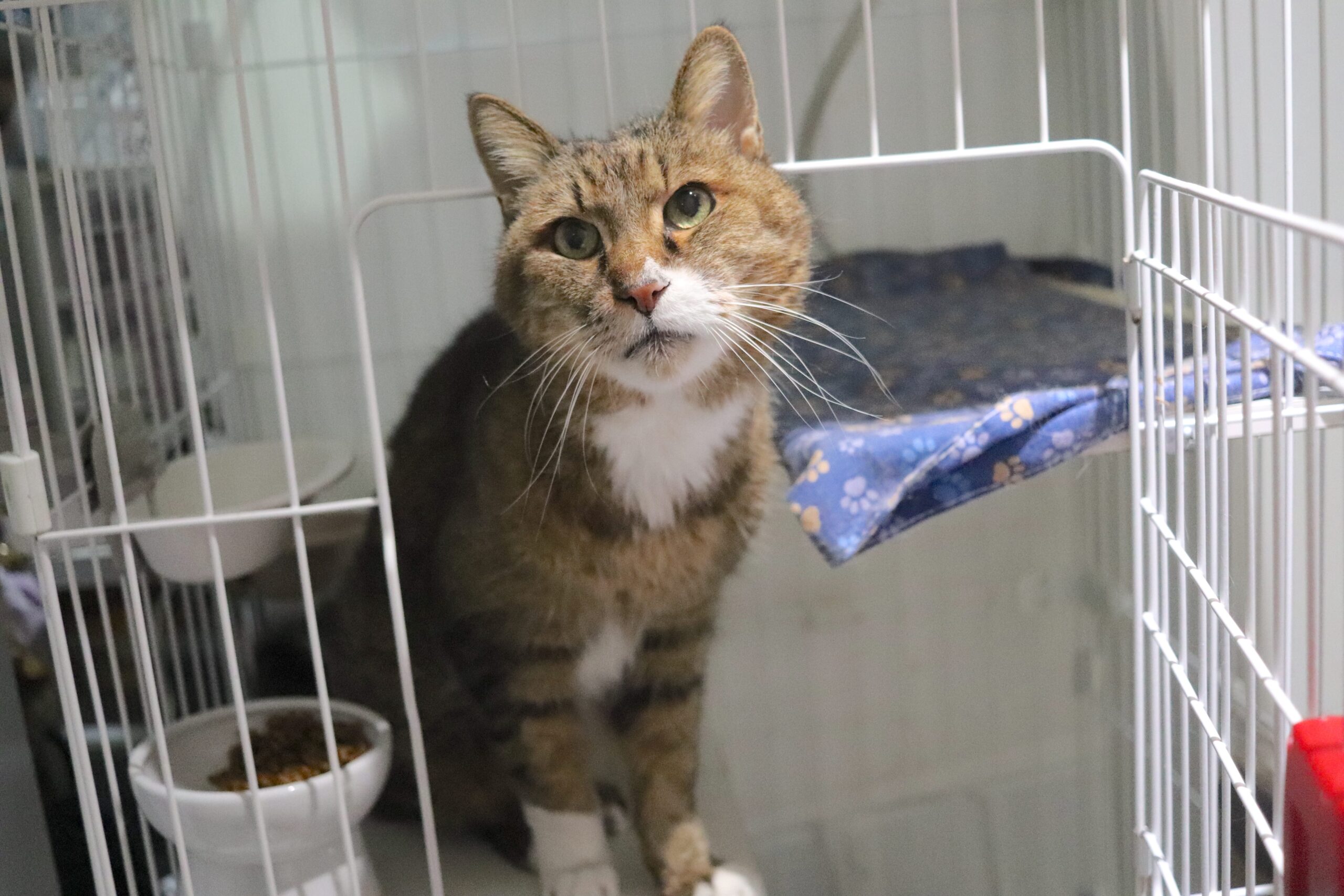 <ol>
<li>猫種:日本猫</li>
<li>名前(性別):まこ(男の子)</li>
<li>年齢:2008年春頃生まれ</li>
<li>保護日:2025年12.月7日</li>
<li>保護経緯:飼い主が高齢になり逝去し、親族も引き継いで飼えない</li>
</ol>