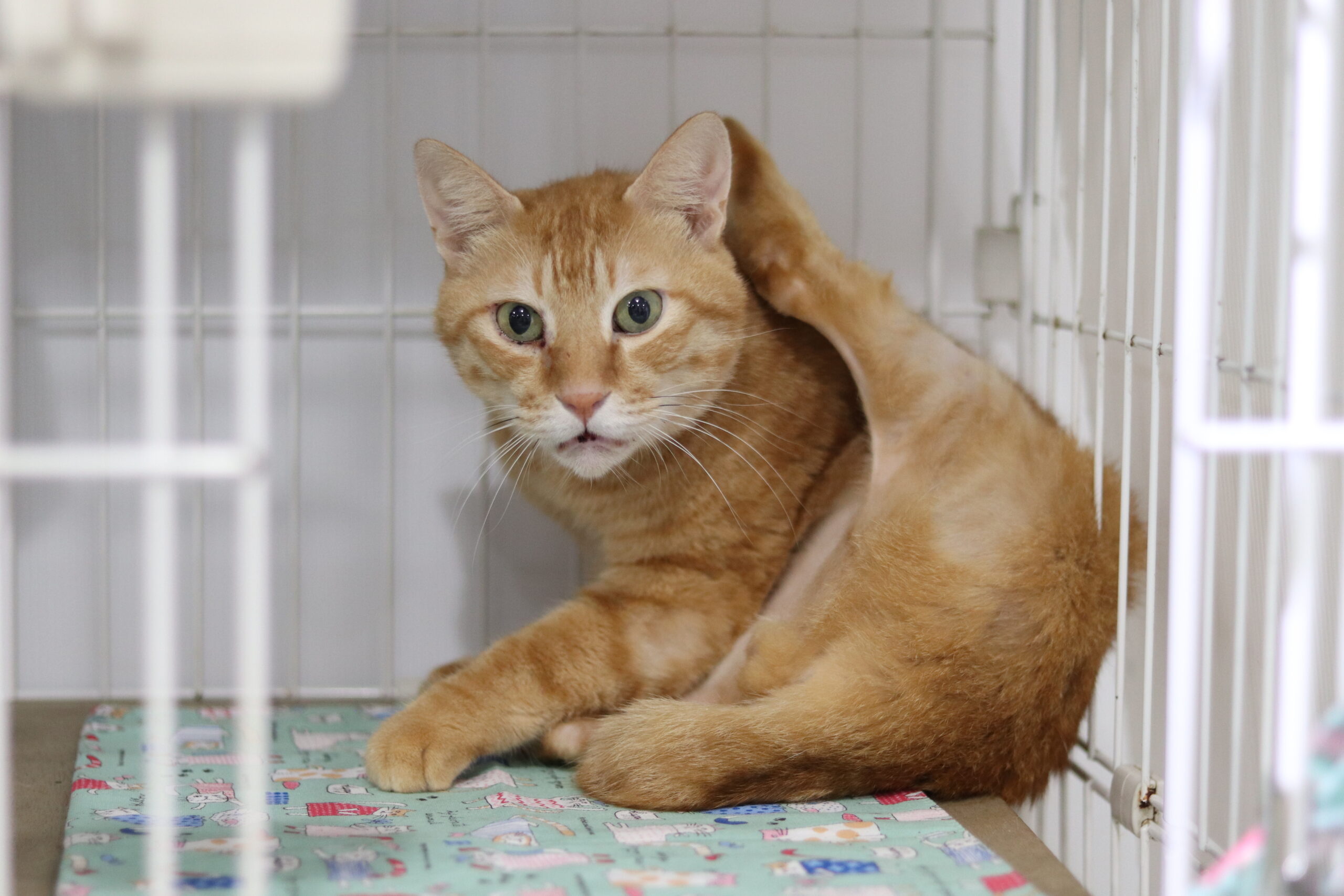 <ol>
<li>猫種:日本猫</li>
<li>名前(性別):マロン(男の子)</li>
<li>年齢:2018年9月1日生まれ</li>
<li>保護日:2025年8月26日</li>
<li>保護経緯:子供が産まれ生活環境の変化により飼育放棄</li>
</ol>