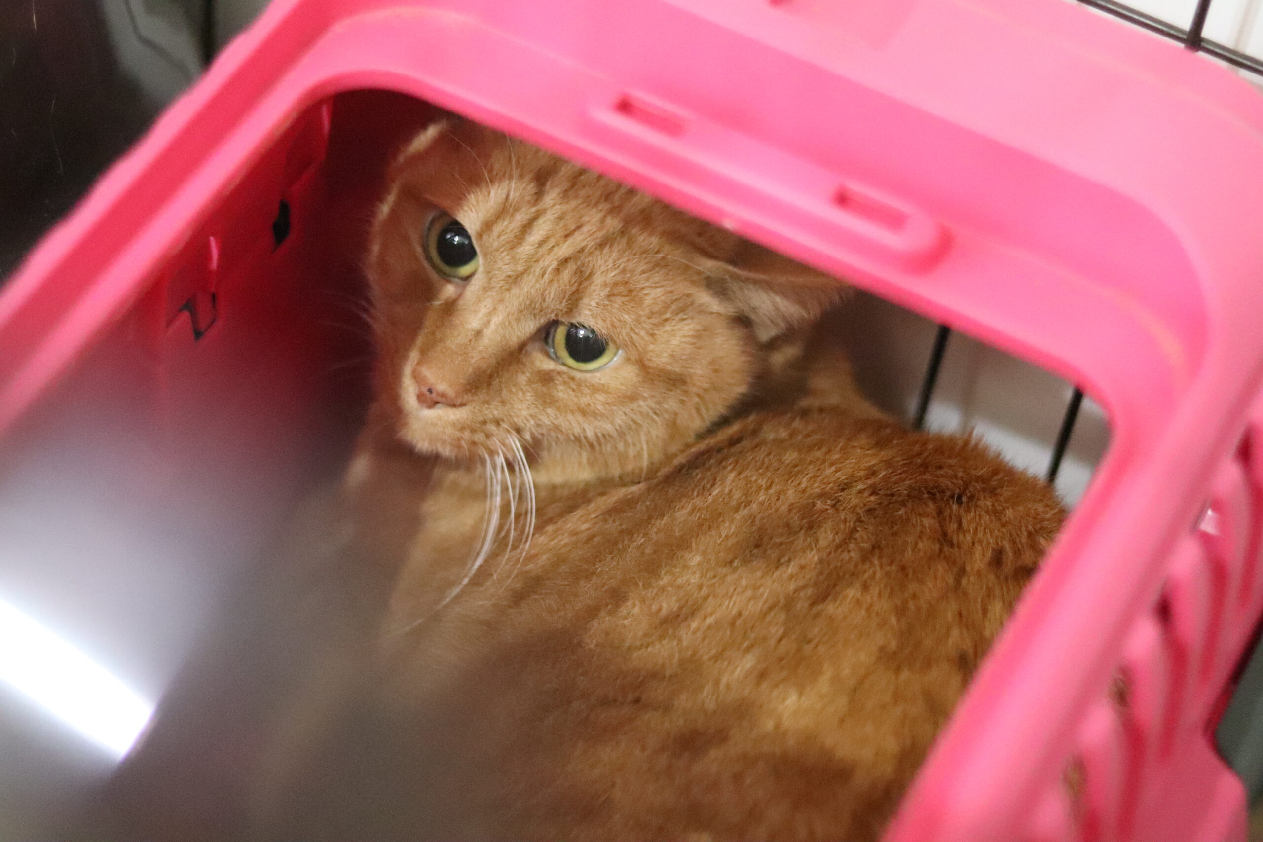 <ol>
<li>猫種:日本猫</li>
<li>名前(性別):ふー(女の子)</li>
<li>年齢:2020年8月生まれ</li>
<li>保護日:2025年3月26日</li>
<li>保護経緯:飼い主の高齢化による施設入居のため飼育放棄</li>
</ol>