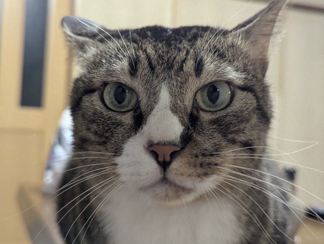 <ol>
<li>猫種:日本猫</li>
<li>名前(性別):チョコ(男の子)</li>
<li>年齢:2018年9月1日生まれ</li>
<li>保護日:2025年8月26日</li>
<li>保護経緯:子供が産まれ生活環境の変化により飼育放棄</li>
</ol>