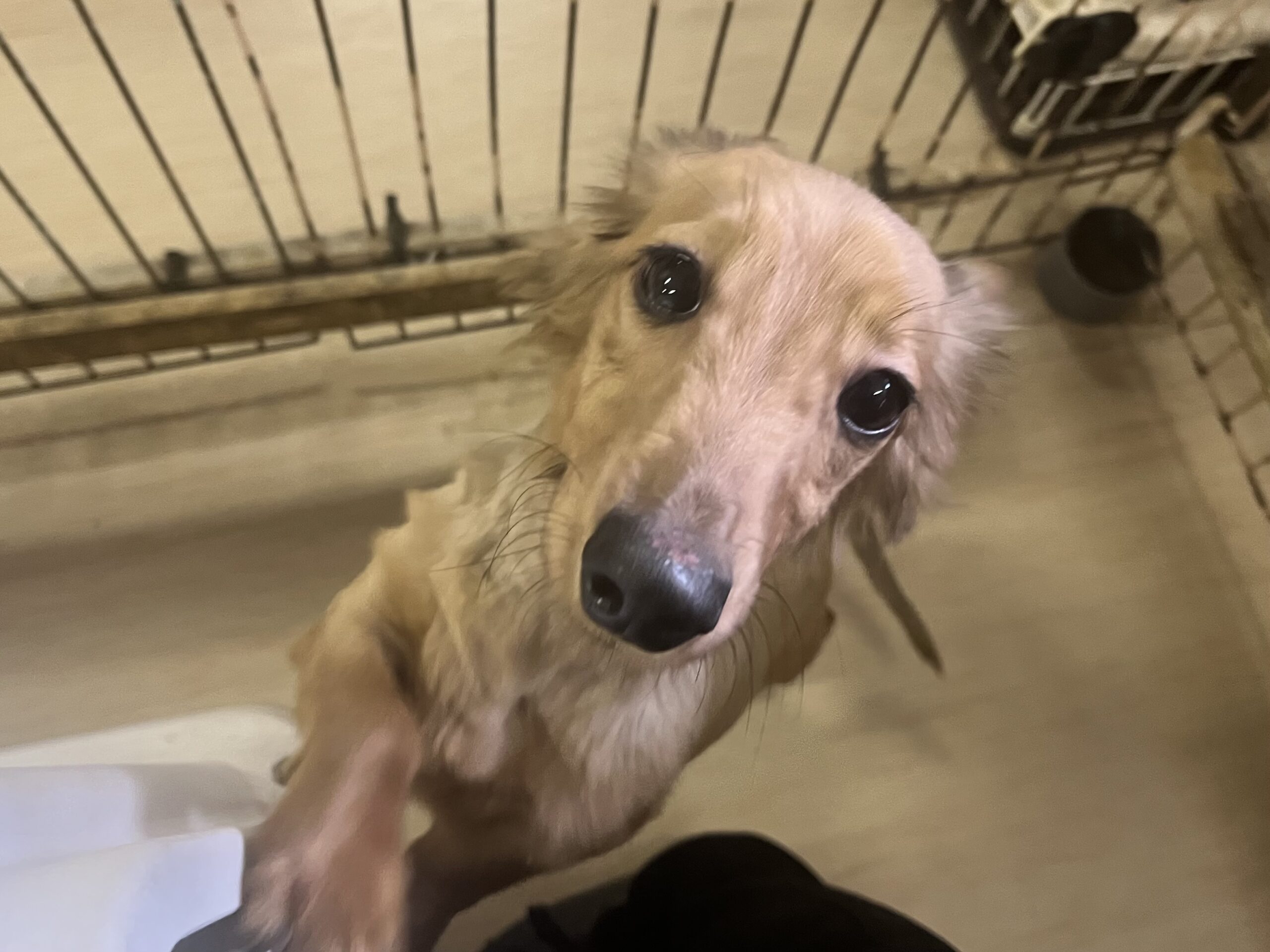 <ol>
<li>犬種:ミニチュアダックス</li>
<li>名前(性別):アム(女の子)</li>
<li>年齢:2023年6月生まれ</li>
<li>保護日:2025年11月10日</li>
<li>保護経緯:飼い主様が介護施設入居のため飼育放棄</li>
</ol>