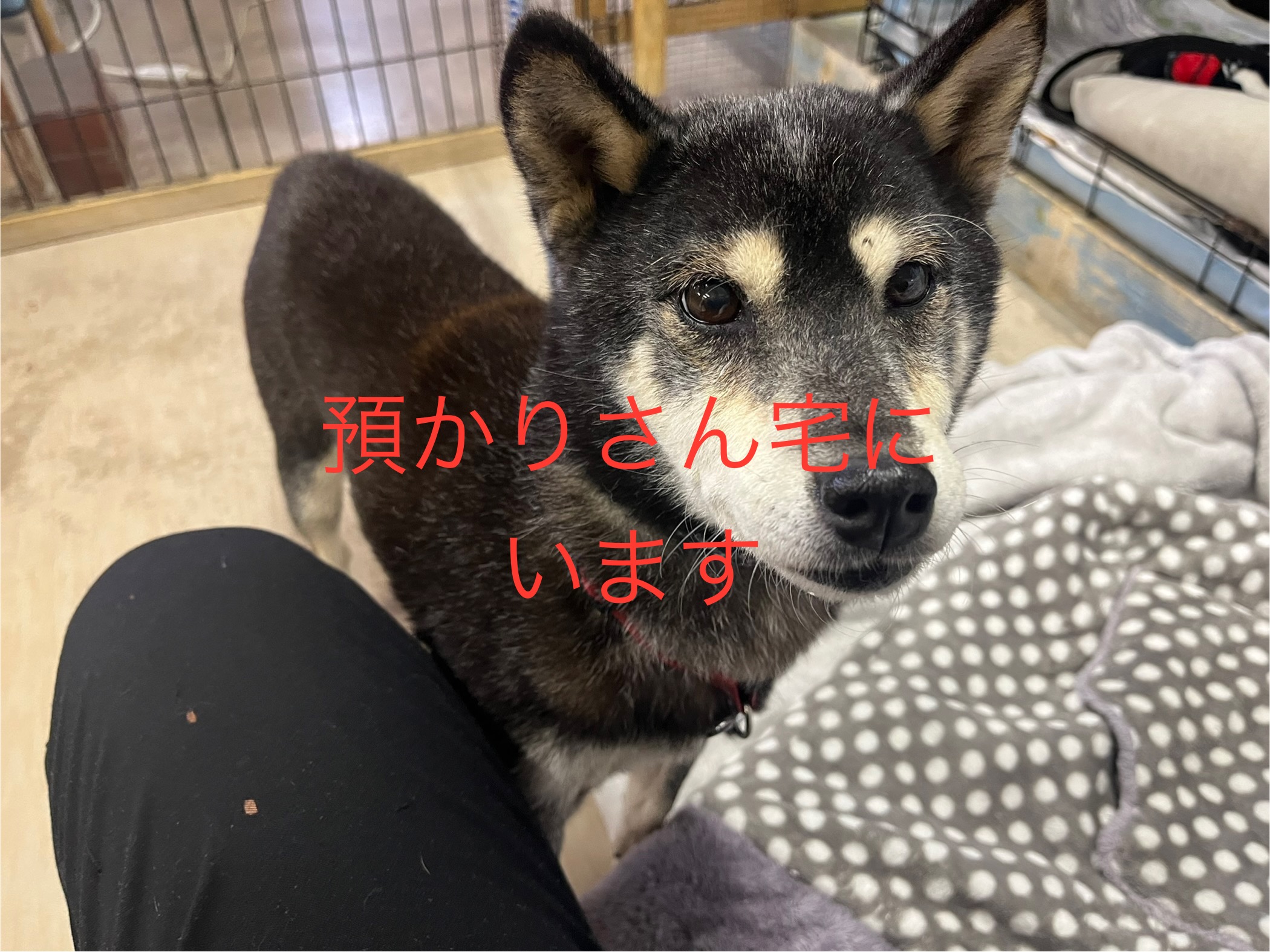 <ol>
<li>犬種:柴犬のMix</li>
<li>名前(性別):マロ(女の子)</li>
<li>年齢:推定2012年生まれ</li>
<li>保護日:2025年11月11日</li>
<li>保護経緯:飼い主様の諸事情のため飼育放棄</li>
</ol>