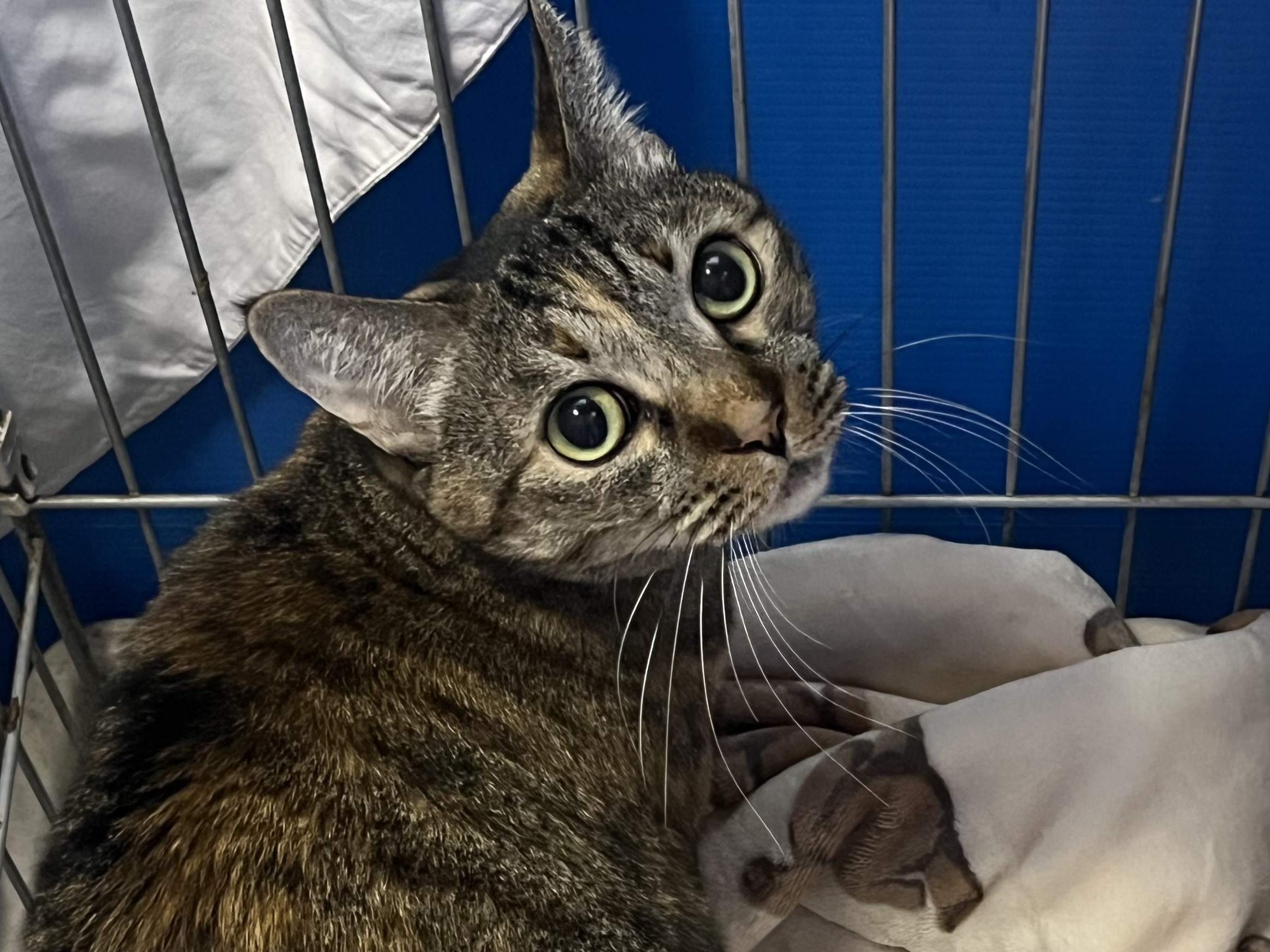 <ol>
<li>猫種:日本猫 サビ</li>
<li>名前(性別):ソラ(女の子)</li>
<li>年齢:2018年4月12日生まれ</li>
<li>保護日:2025年10月26日</li>
<li>保護経緯:離婚することになり飼えなくなったため飼育困難</li>
</ol>