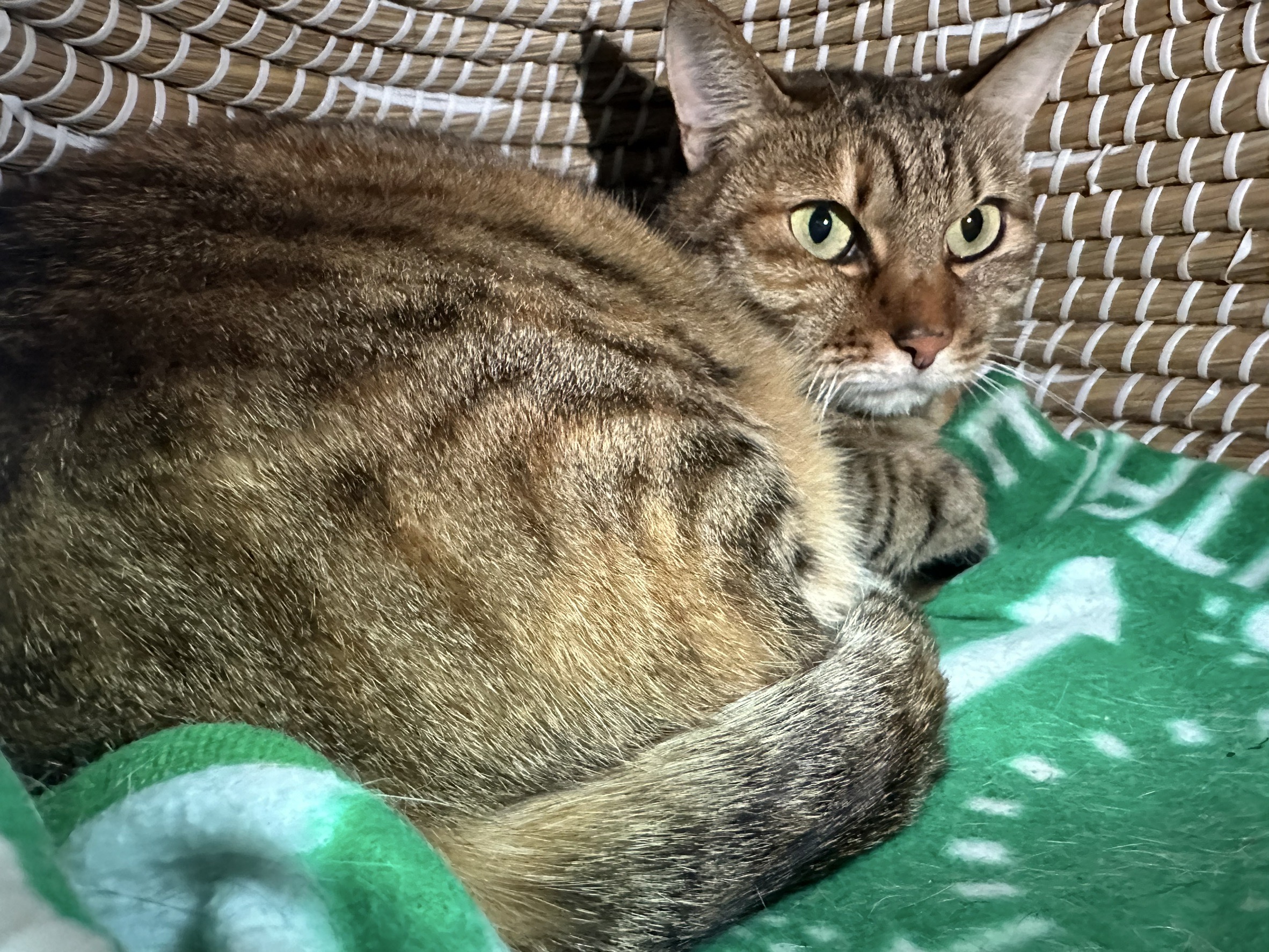 <ol>
<li>猫種:日本猫</li>
<li>名前(性別):ぴー(女の子)</li>
<li>年齢:2018年頃生まれ</li>
<li>保護日:2025年11月13日</li>
<li>保護経緯:高齢の飼い主が施設へ入所するため飼育放棄</li>
</ol>