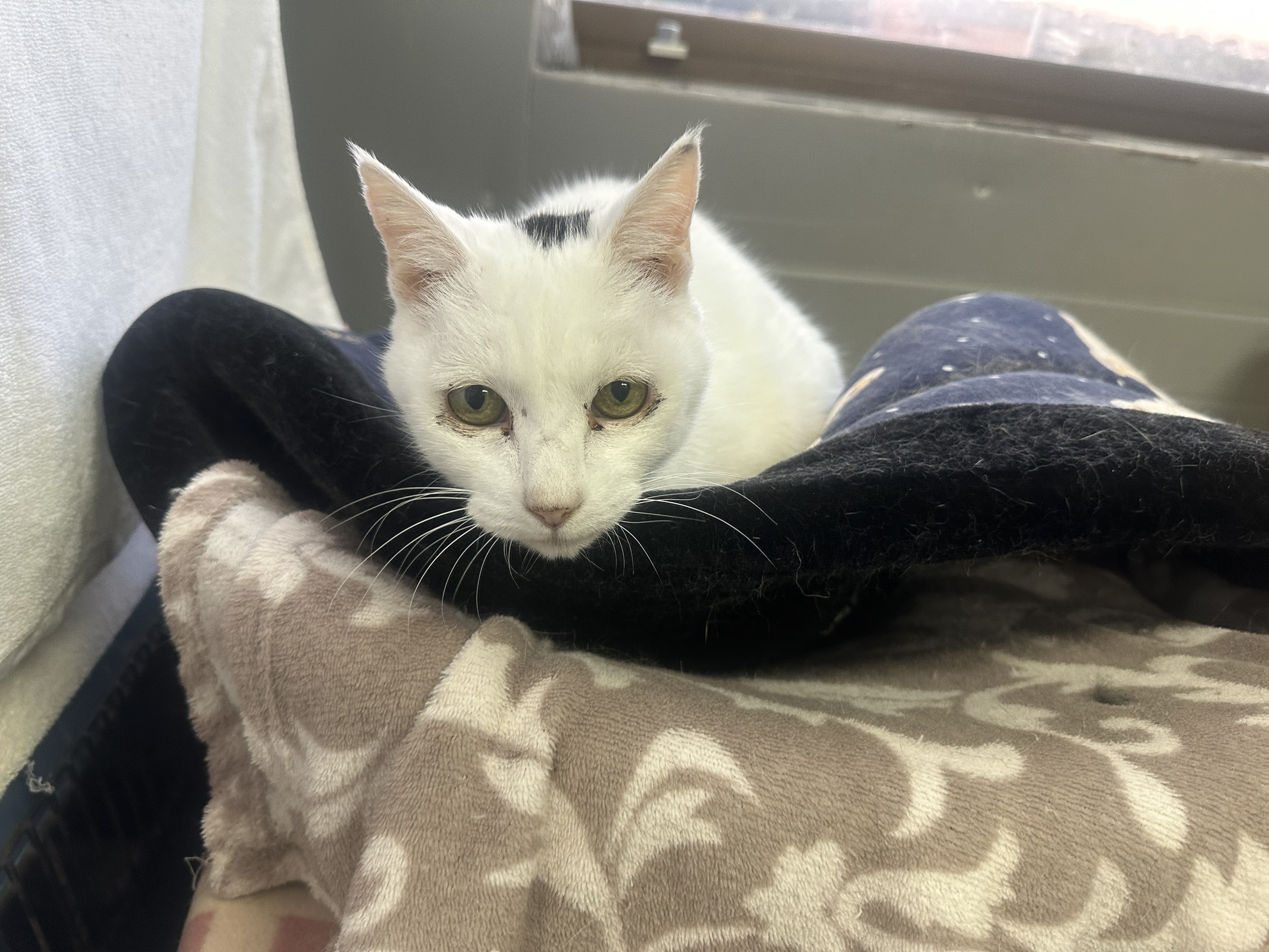 <ol>
<li>猫種:日本猫</li>
<li>名前(性別):チイロ(女の子)</li>
<li>年齢:2013年6月頃生まれ</li>
<li>保護日:2022年5月1日</li>
<li>保護経緯:野良猫を保護したが自分で飼育を続けられないため飼育放棄</li>
</ol>