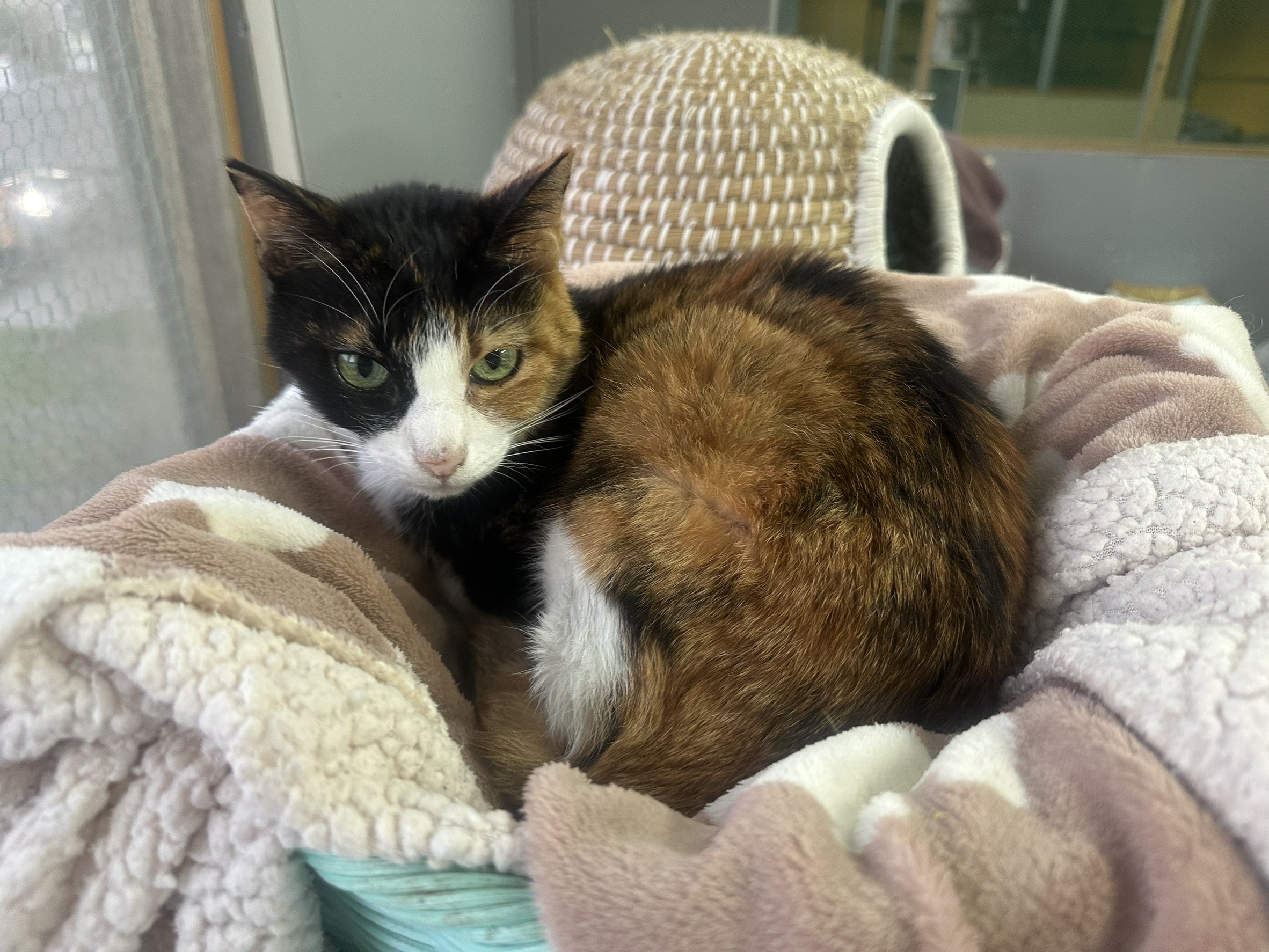 <ol>
<li>猫種:日本猫</li>
<li>名前(性別):ちーちゃん(女の子)</li>
<li>年齢:2013年頃生まれ</li>
<li>保護日:2025年6月28日</li>
<li>保護経緯:飼い主が逝去し親族も引き継いで飼えないため飼育放棄</li>
</ol>