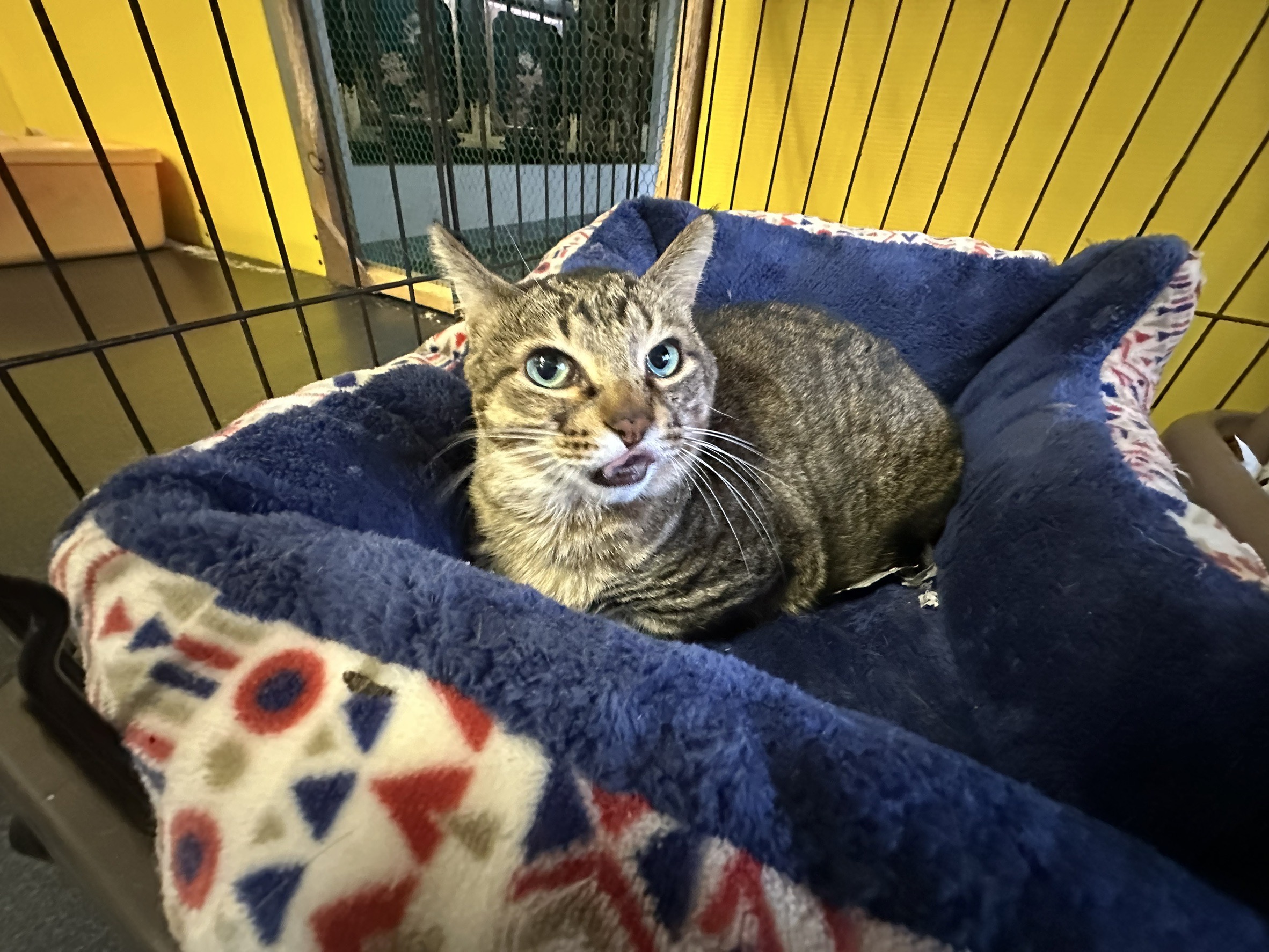 <ol>
<li>猫種:日本猫</li>
<li>名前(性別):ふく(男の子)</li>
<li>年齢:2020~2021年頃生まれ</li>
<li>保護日:2025年9月8日</li>
<li>保護経緯:野良猫を保護しようとしたが自分では飼育出来ないため飼育放棄</li>
</ol>