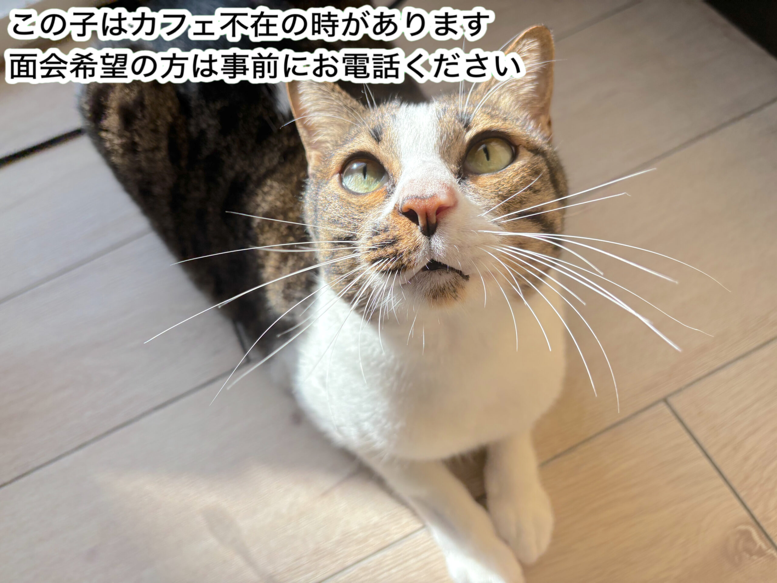 <ol>
<li>猫種:日本猫</li>
<li>名前(性別):ハンサン(男の子)</li>
<li>年齢:2017年8月1日生まれ</li>
<li>保護日:2025年9月18日</li>
<li>保護経緯:肉体的に飼うことが難しく飼育放棄</li>
</ol>