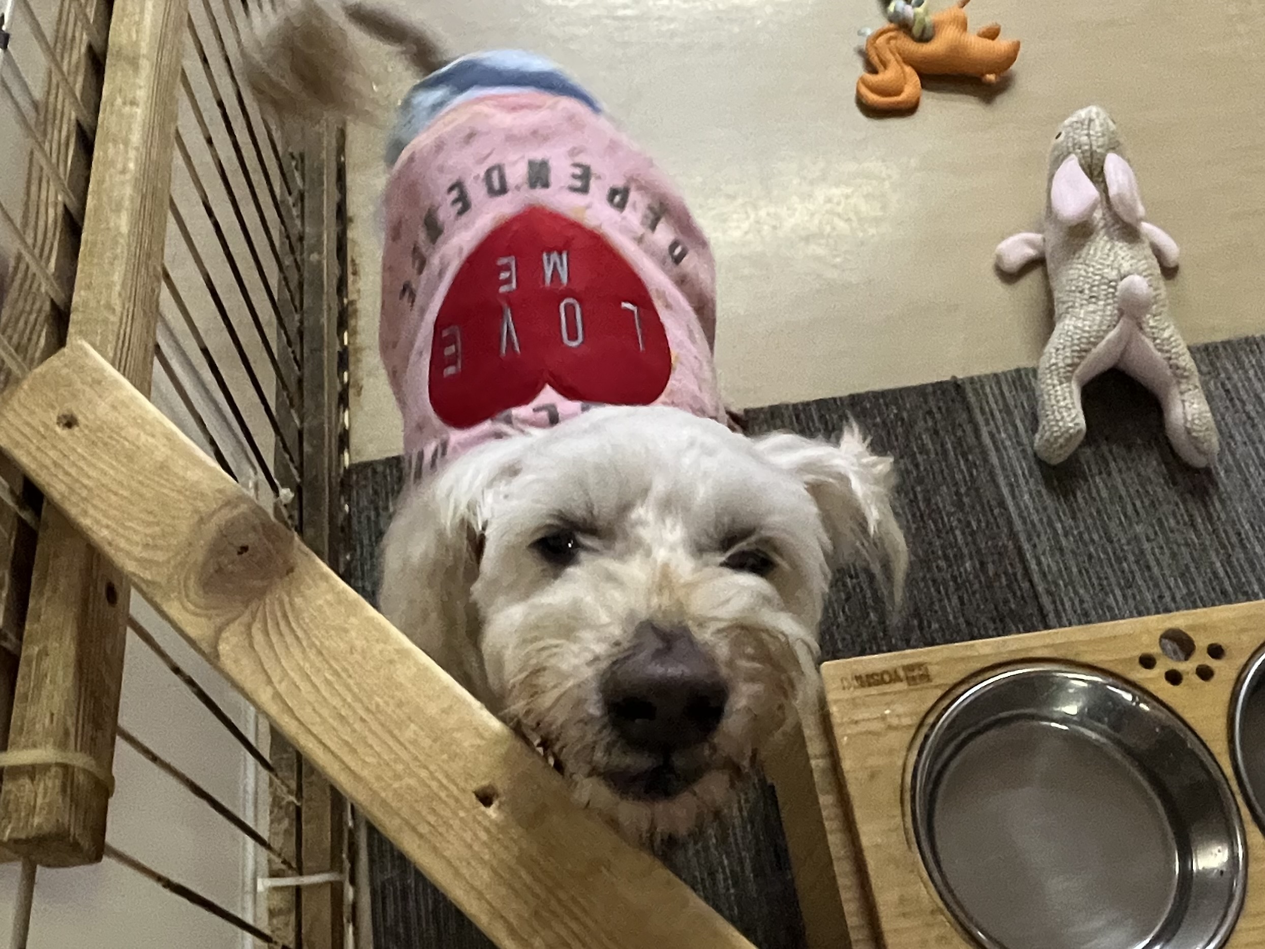 <ol>
<li>犬種:トイプーMix</li>
<li>名前(性別):パンチ(女の子)</li>
<li>年齢:2019年7月31日生まれ</li>
<li>保護日:2025年12月6日</li>
<li>保護経緯:飼い主様が入院され、親族も引き継いで飼えないため飼育放棄</li>
</ol>