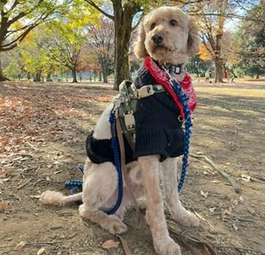 <ol>
<li>犬種:スタンダードプードル</li>
<li>名前(性別):ジョイ(男の子)</li>
<li>年齢:2016年12月24日生まれ</li>
<li>保護日:2025年11月30日</li>
<li>保護経緯:飼い主の生活環境の変化により飼育放棄</li>
</ol>