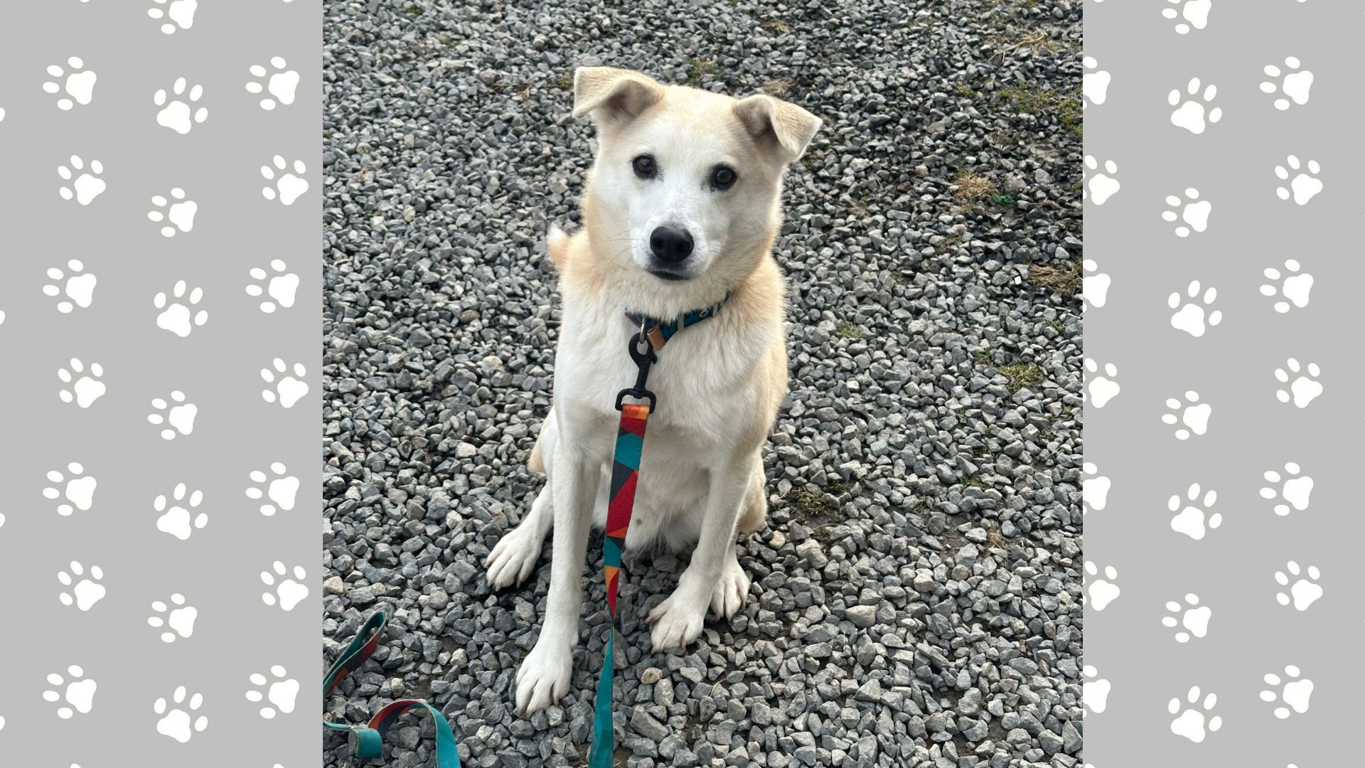 <ol>
<li>犬種:雑種犬</li>
<li>名前(性別):キィ(男の子)</li>
<li>年齢:2016~2017年頃生まれ</li>
<li>保護日:2025年12月11日</li>
<li>保護経緯:引越後の環境の変化で吠えるようになったため飼育放棄</li>
</ol>