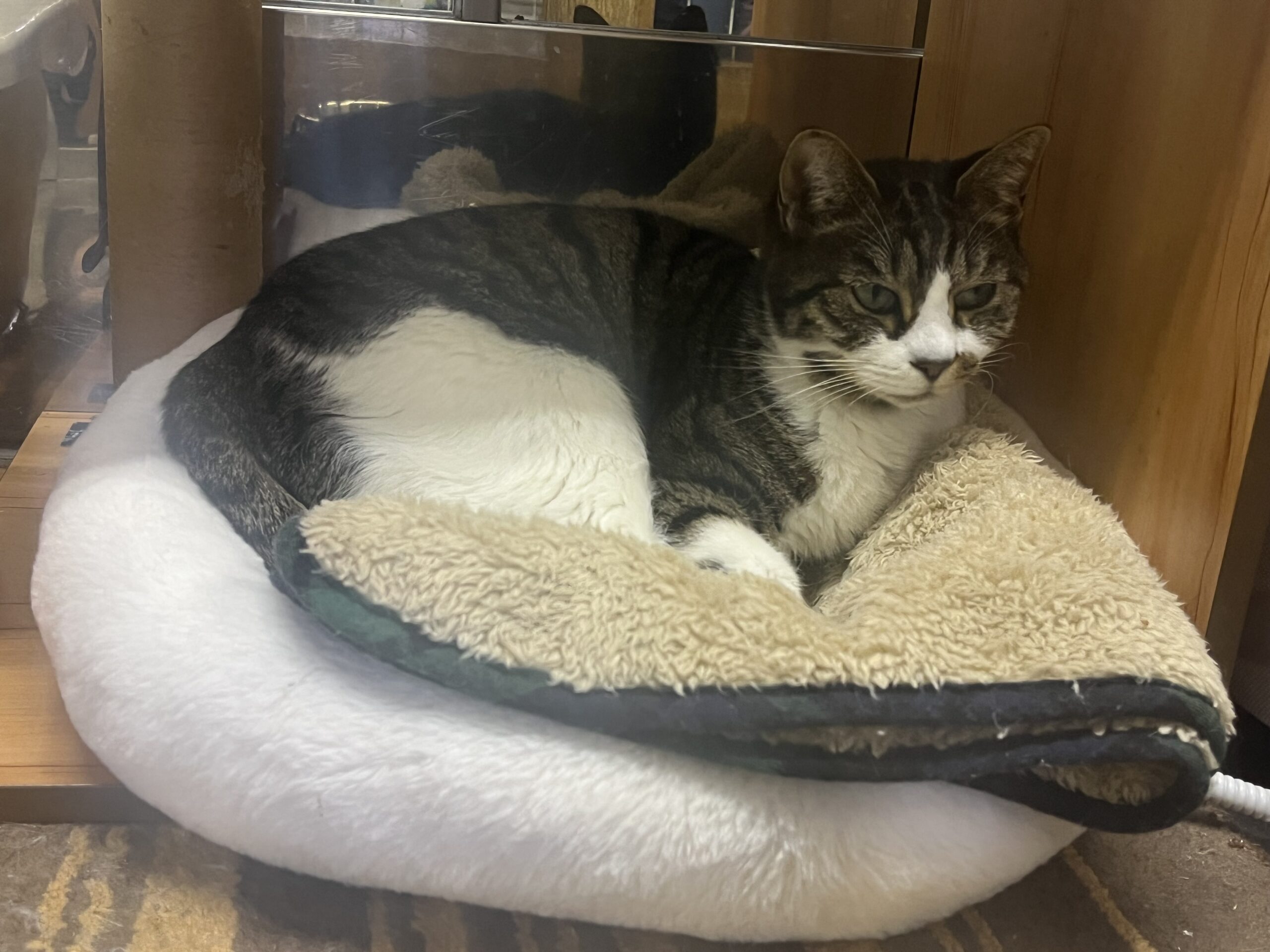 <ol>
<li>猫種:日本猫 キジトラ白</li>
<li>名前(性別):しんじ(女の子)</li>
<li>年齢:2015年冬生まれ</li>
<li>保護日:2025年12月7日</li>
<li>保護経緯:飼い主様が亡くなられ、親族も引き継いで飼えないため飼育困難</li>
</ol>