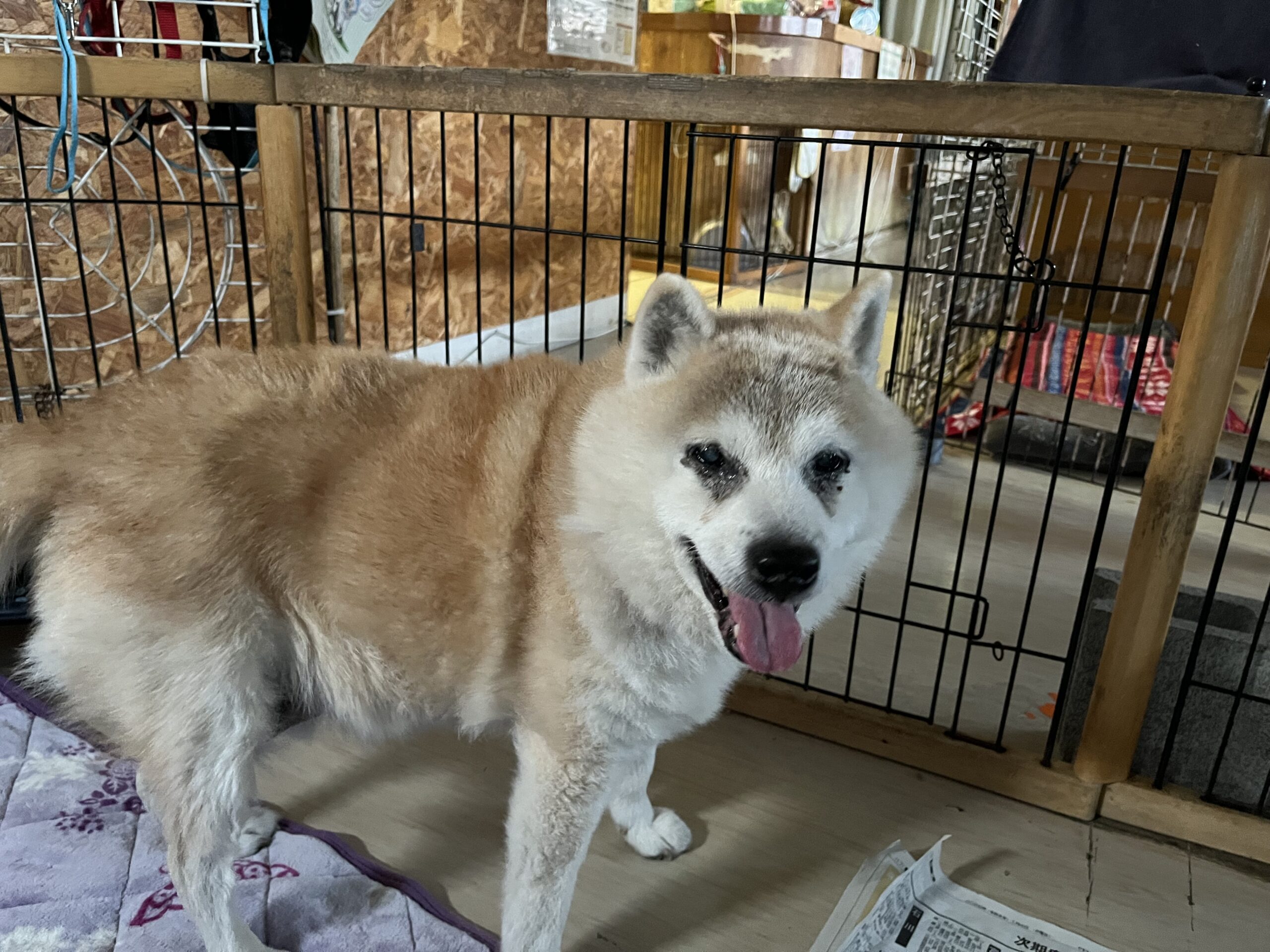 <ol>
<li>犬種:柴犬</li>
<li>名前(性別):ゴン太(男の子)</li>
<li>年齢:2013年5月26日生まれ</li>
<li>保護日:2026年1月4日</li>
<li>保護経緯:飼育環境が大きく変わり飼育が難しくなったため飼育放棄</li>
</ol>