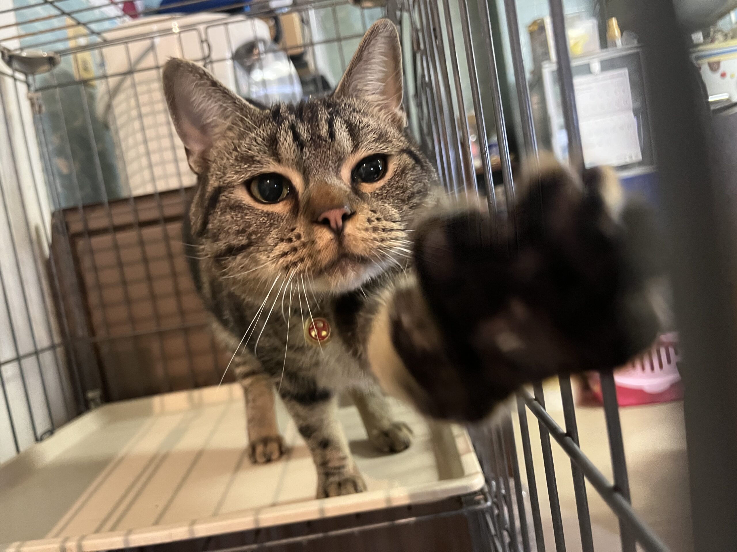 <ol>
<li>猫種:アメリカンショートヘア</li>
<li>名前(性別):めい(男の子)</li>
<li>年齢:2025年1月13日生まれ</li>
<li>保護日:2026年1月10日</li>
<li>保護経緯:飼い主様が高齢で病気療養のため飼育困難</li>
</ol>