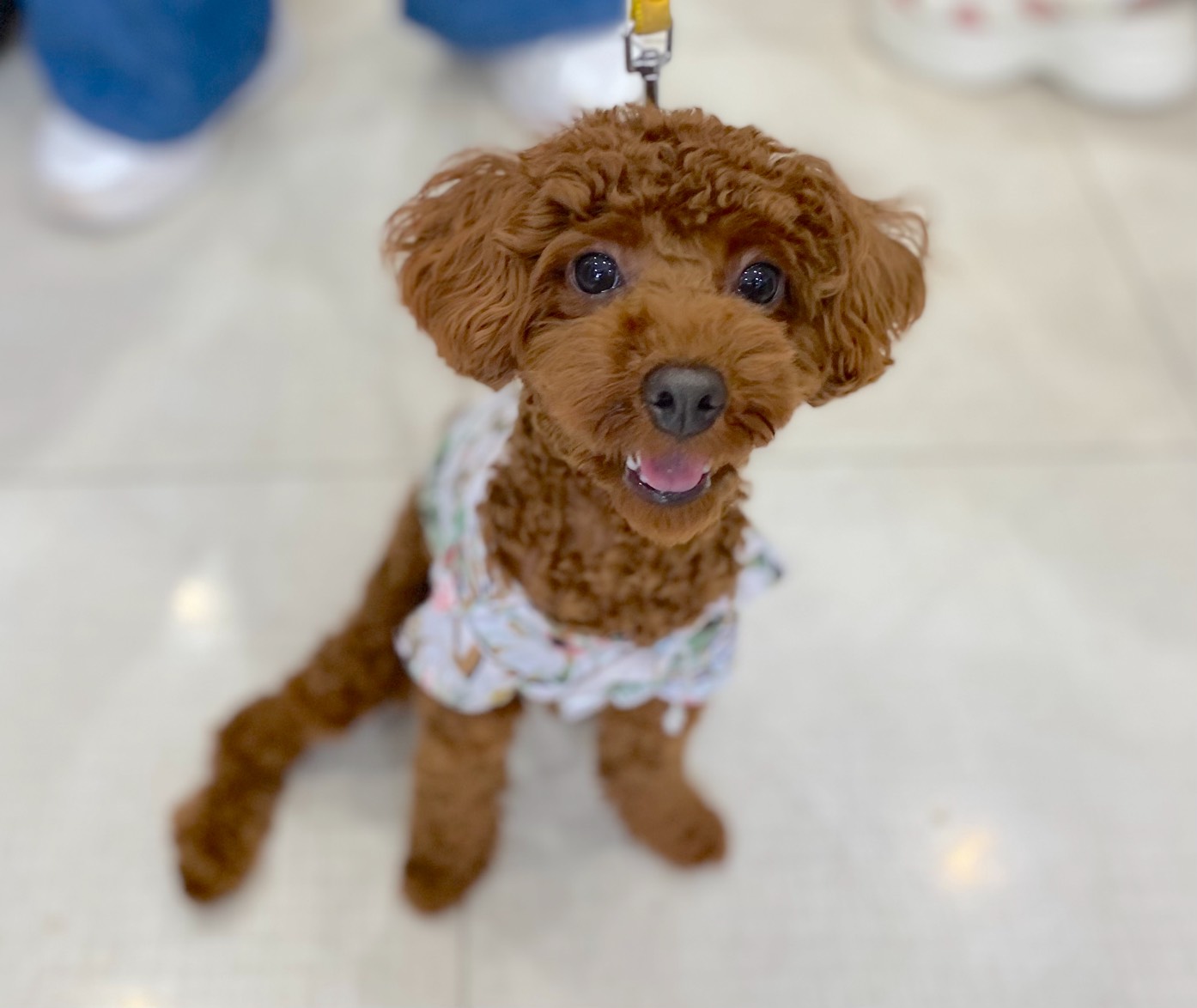 <ol>
<li>犬種:トイプードル</li>
<li>名前(性別):ゴマキ(女の子)</li>
<li>年齢:2025年1月22日生まれ</li>
<li>保護日:2025年9月12日</li>
<li>保護経緯:子供や先住犬と相性が合わず飼育放棄</li>
</ol>