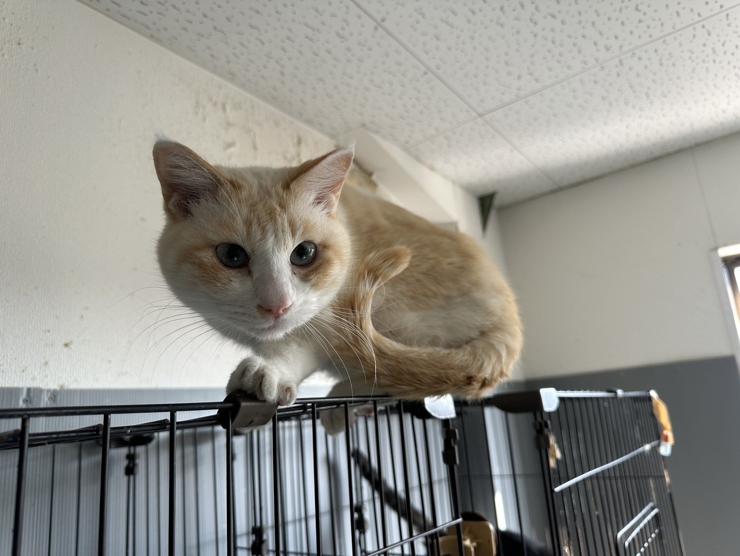 <ol>
<li>猫種:日本猫</li>
<li>名前(性別):しろ(男の子)</li>
<li>年齢:2020年5月頃生まれ</li>
<li>保護日:2025年11月13日</li>
<li>保護経緯:飼い主が転勤で飼い続けられないため飼育放棄</li>
</ol>