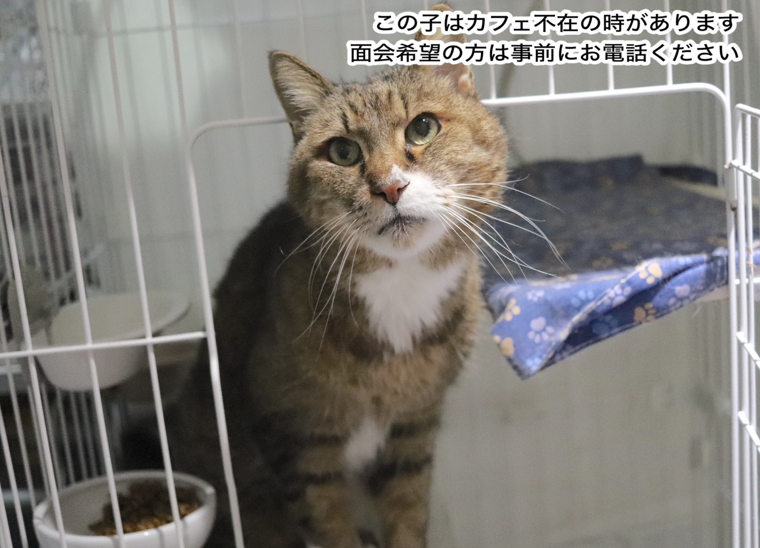 <ol>
<li>猫種:日本猫</li>
<li>名前(性別):まこ(男の子)</li>
<li>年齢:2008年春頃生まれ</li>
<li>保護日:2025年12.月7日</li>
<li>保護経緯:飼い主が高齢になり逝去し、親族も引き継いで飼えない</li>
</ol>