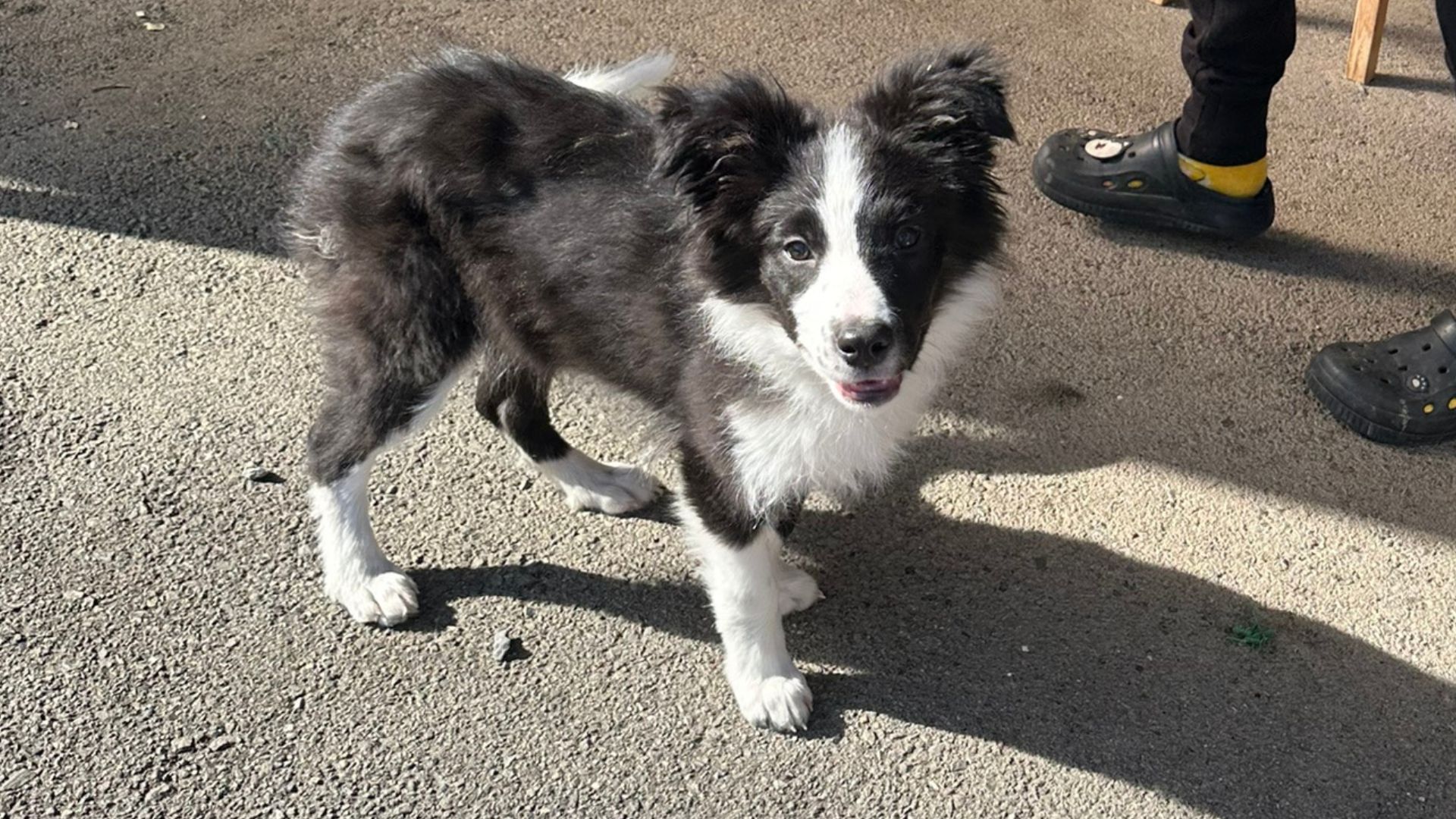 <ol>
<li>犬種:ボーダーコリー</li>
<li>名前(性別):名前をつけてあげてね(男の子)</li>
<li>年齢:2025年6月16日生まれ</li>
<li>保護日:2025年12月21日</li>
<li>保護経緯:ペットショップで購入したがイメージと違ったため飼育放棄</li>
</ol>