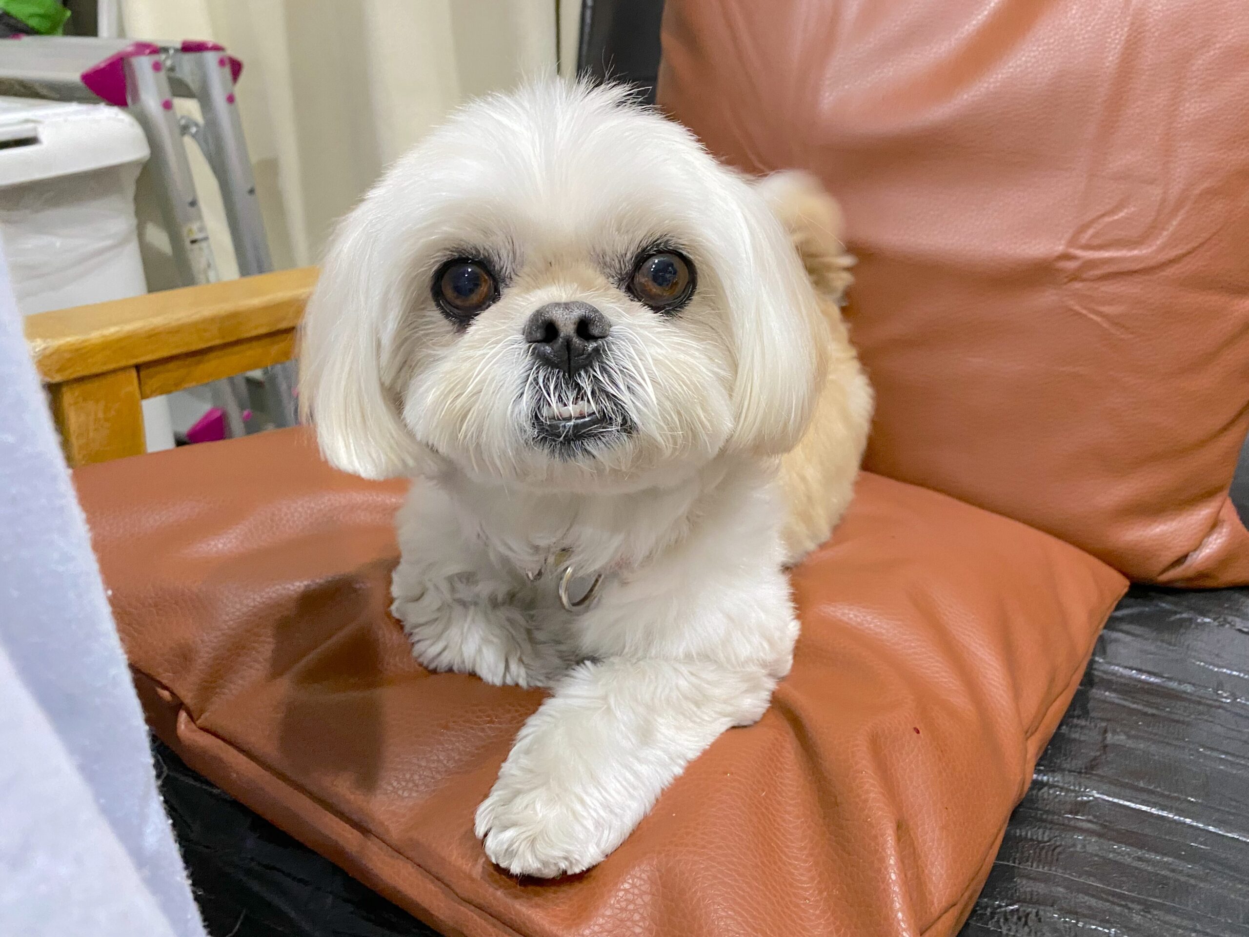 <ol>
<li>犬種:シーズー×ペキニーズMIX</li>
<li>名前(性別):るる(女の子)</li>
<li>年齢:2018年9月21日生まれ</li>
<li>保護日:2026年1月10日</li>
<li>保護経緯:飼い主が高齢になり病気入院のため飼育放棄</li>
</ol>