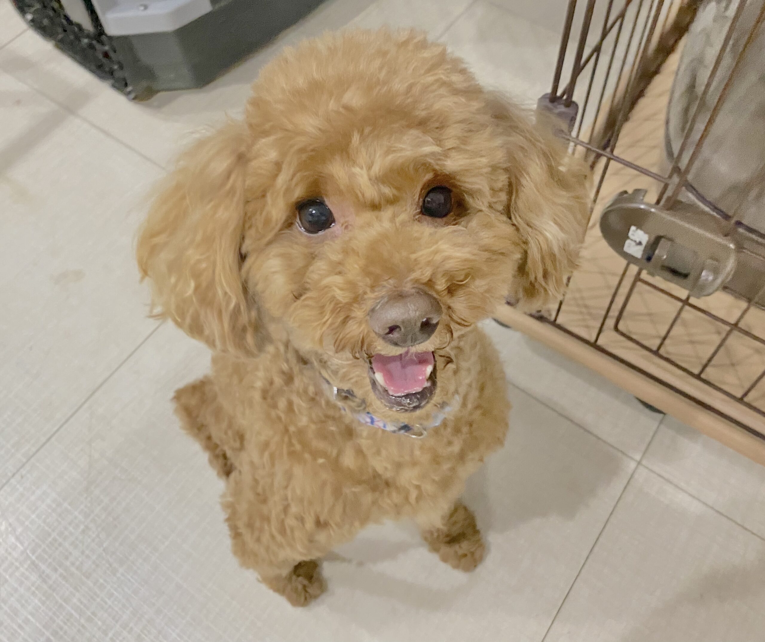 <ol>
<li>犬種:トイプードル</li>
<li>名前(性別):マロン(男の子)</li>
<li>年齢:2019年8月18日生まれ</li>
<li>保護日:2026年1月12日</li>
<li>保護経緯:社宅に引越すため飼育放棄</li>
</ol>