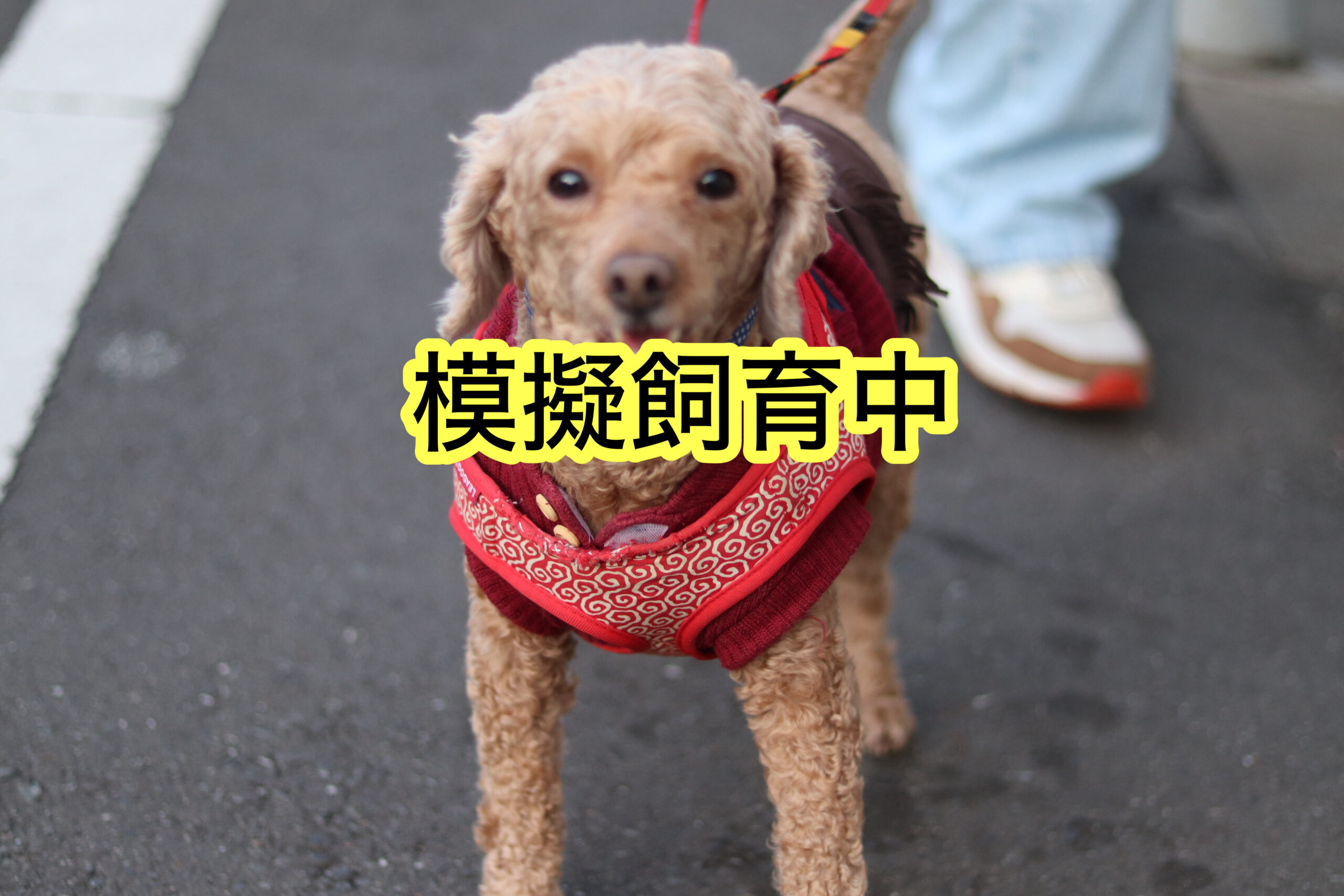 <ol>
<li>犬種:トイプードル</li>
<li>名前(性別):モカ(女の子)</li>
<li>年齢:2020年4月2日生まれ</li>
<li>保護日:2026年1月28日</li>
<li>保護経緯:飼い主が高齢になり飼育放棄</li>
</ol>
